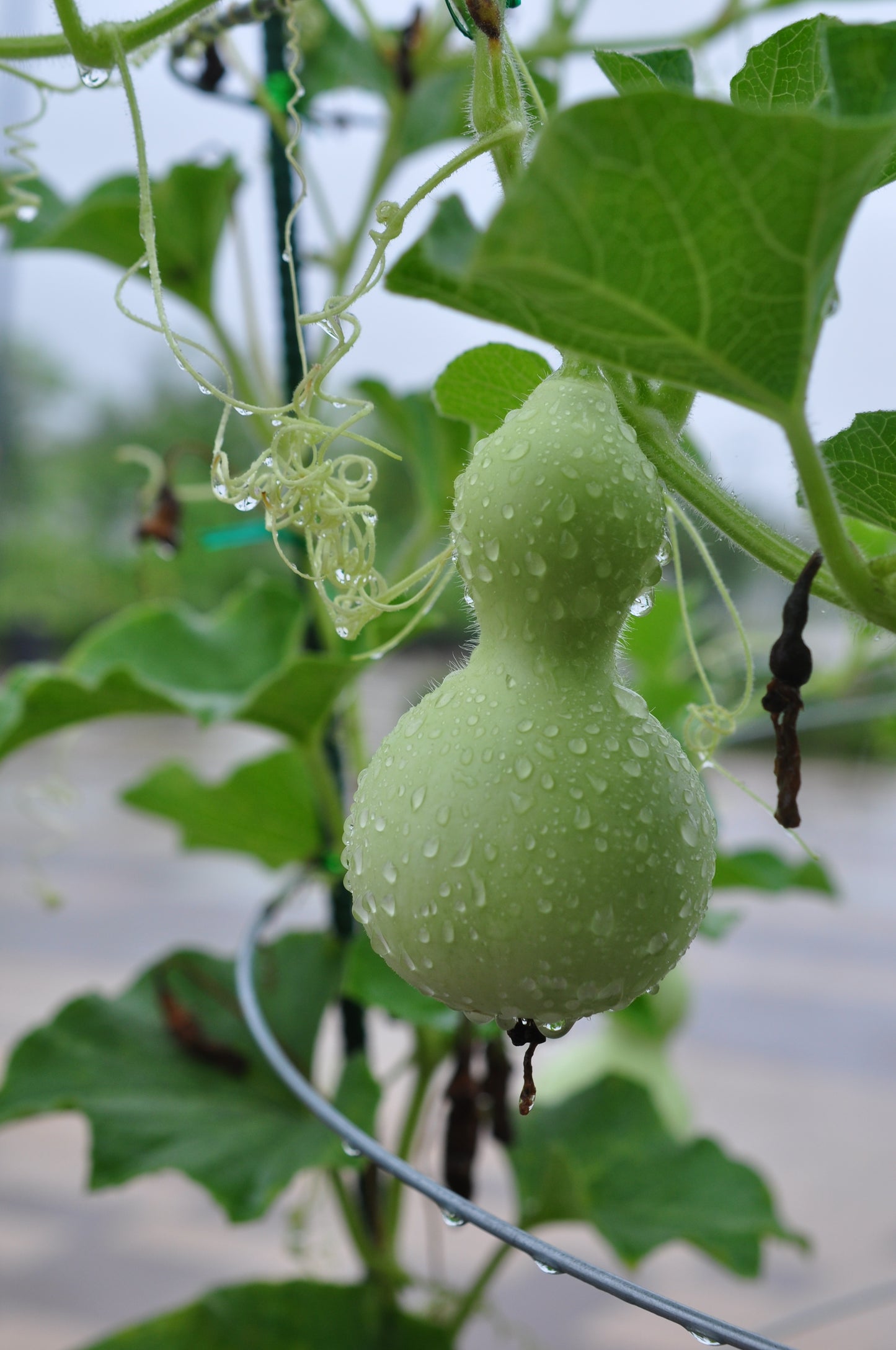 Bottle Calabash Ipu (Lagenaria siceraria)