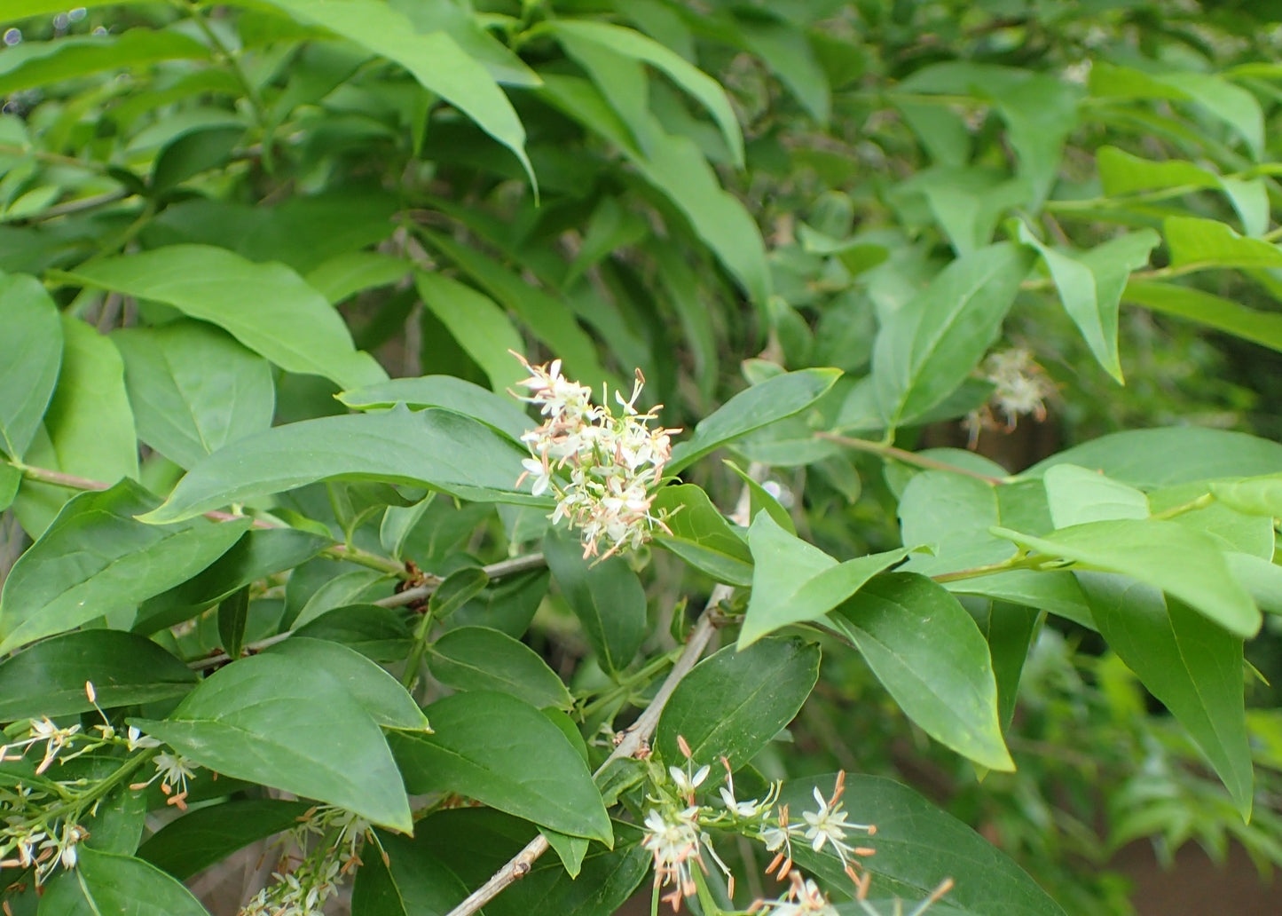 Fontanesia Syrian-privet (Fontanesia phillyraeoides)