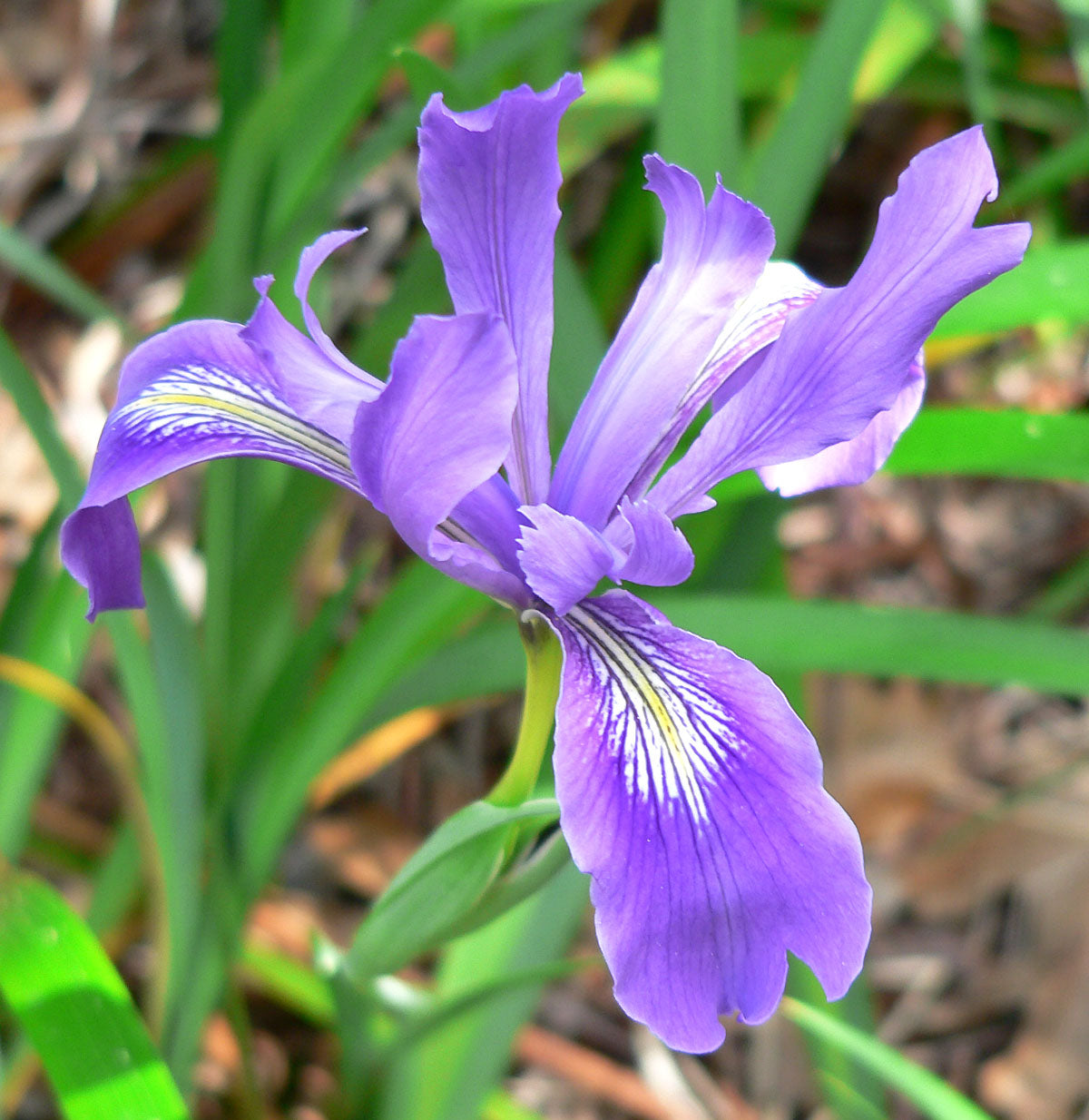 Douglas Iris (Iris douglasiana)
