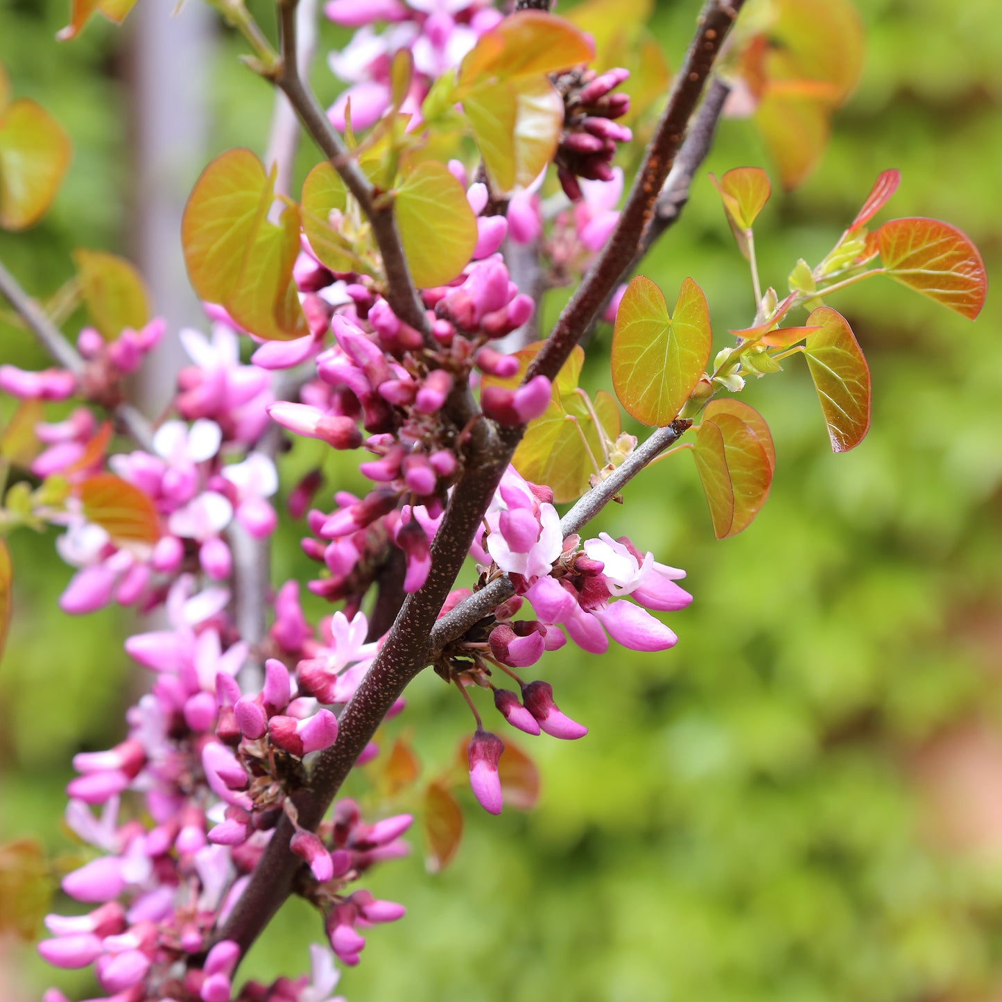 California Redbud Redbud (Cercis occidentalis)