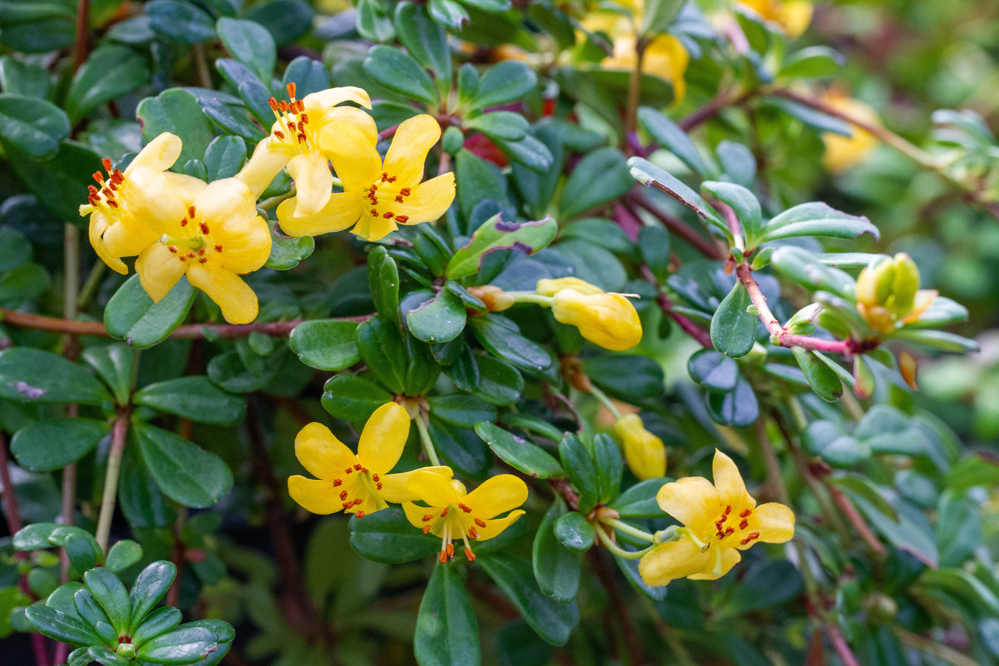 Hybrid Native Azalea (Rhododendron x hybrid native azalea)