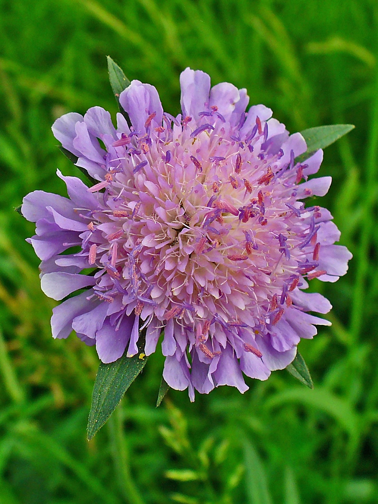 Blue Field Scabiosa Scabious (Knautia arvensis)