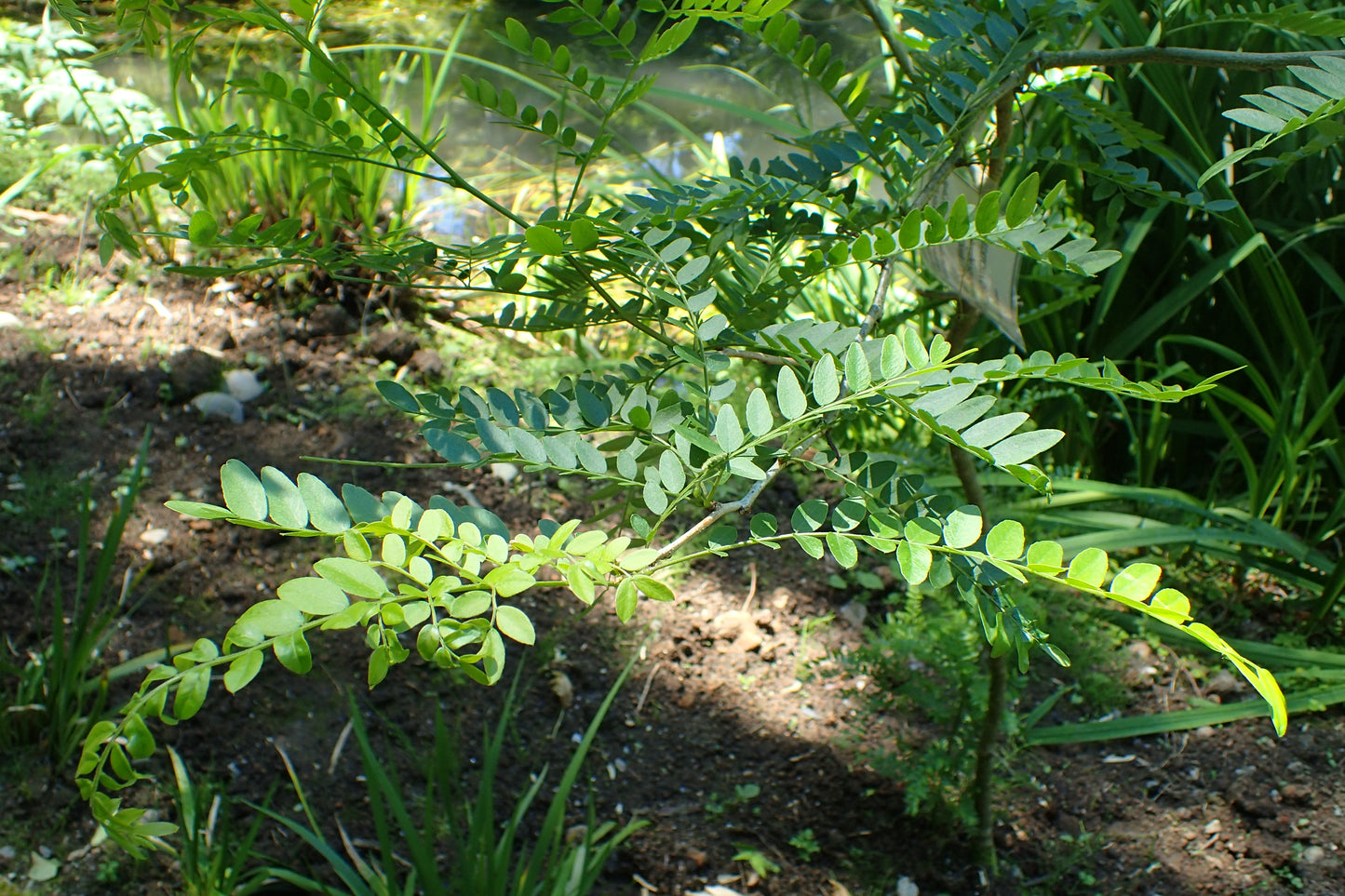 Caspian Locust Persian Honey Locust (Gleditsia caspia)
