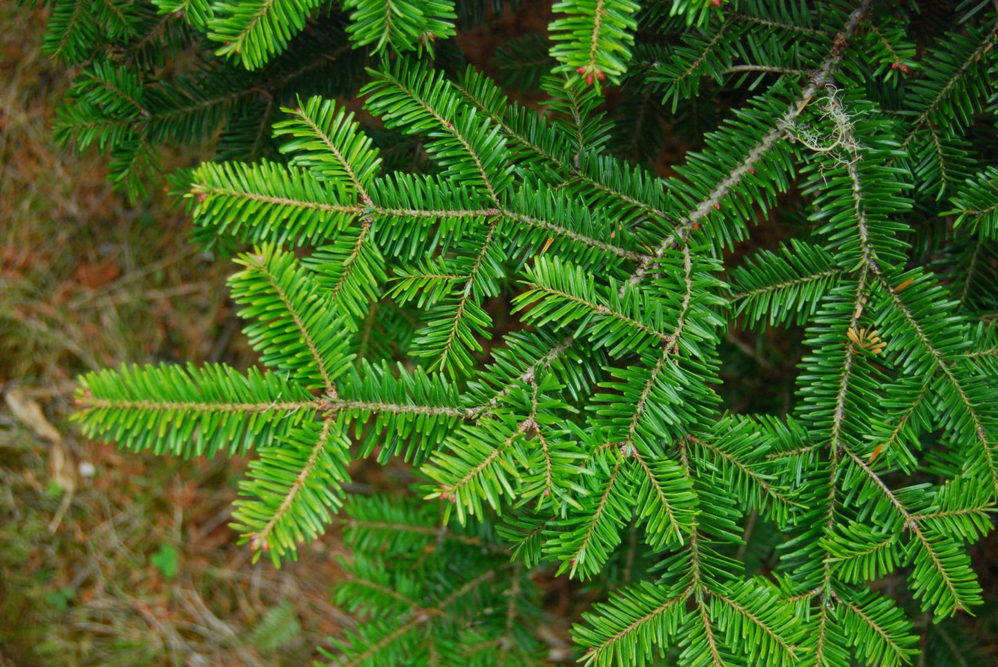 Canaan Fir (Abies balsamea var. phanerolepis WV Canaan)
