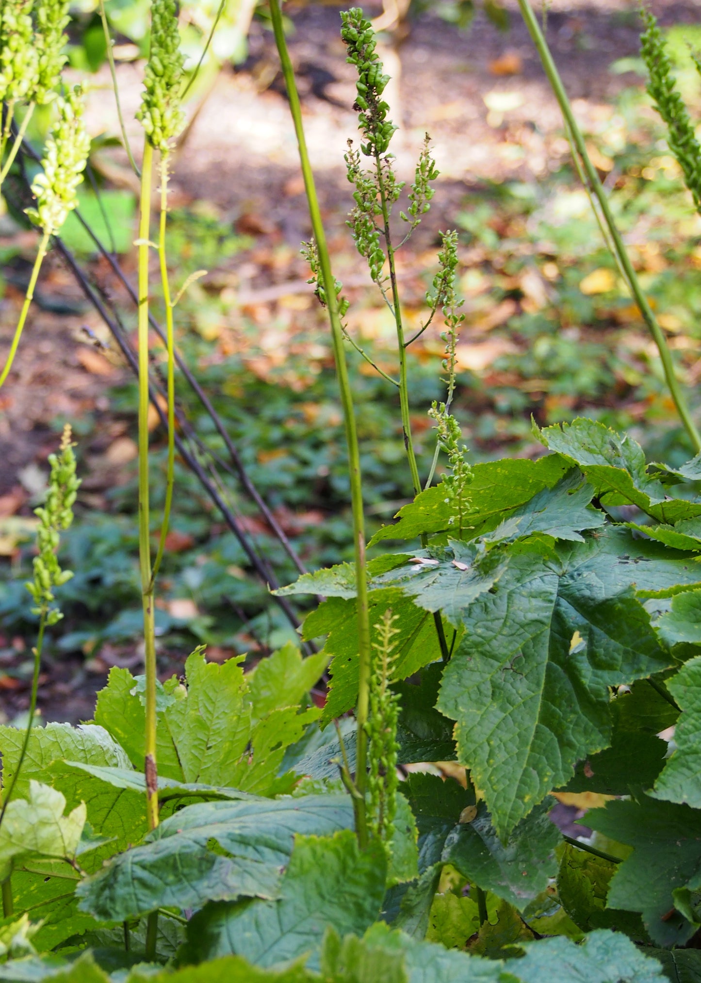 Bugbane Dahurian Bugbane (Actaea dahurica)