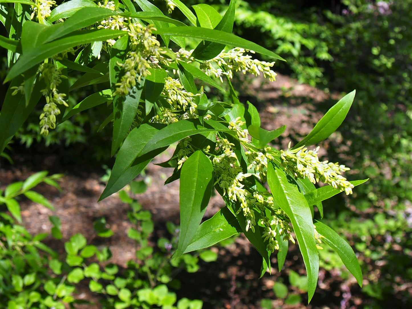 Chinese False Privet Fortune Fontanesia (Fontanesia fortunei)