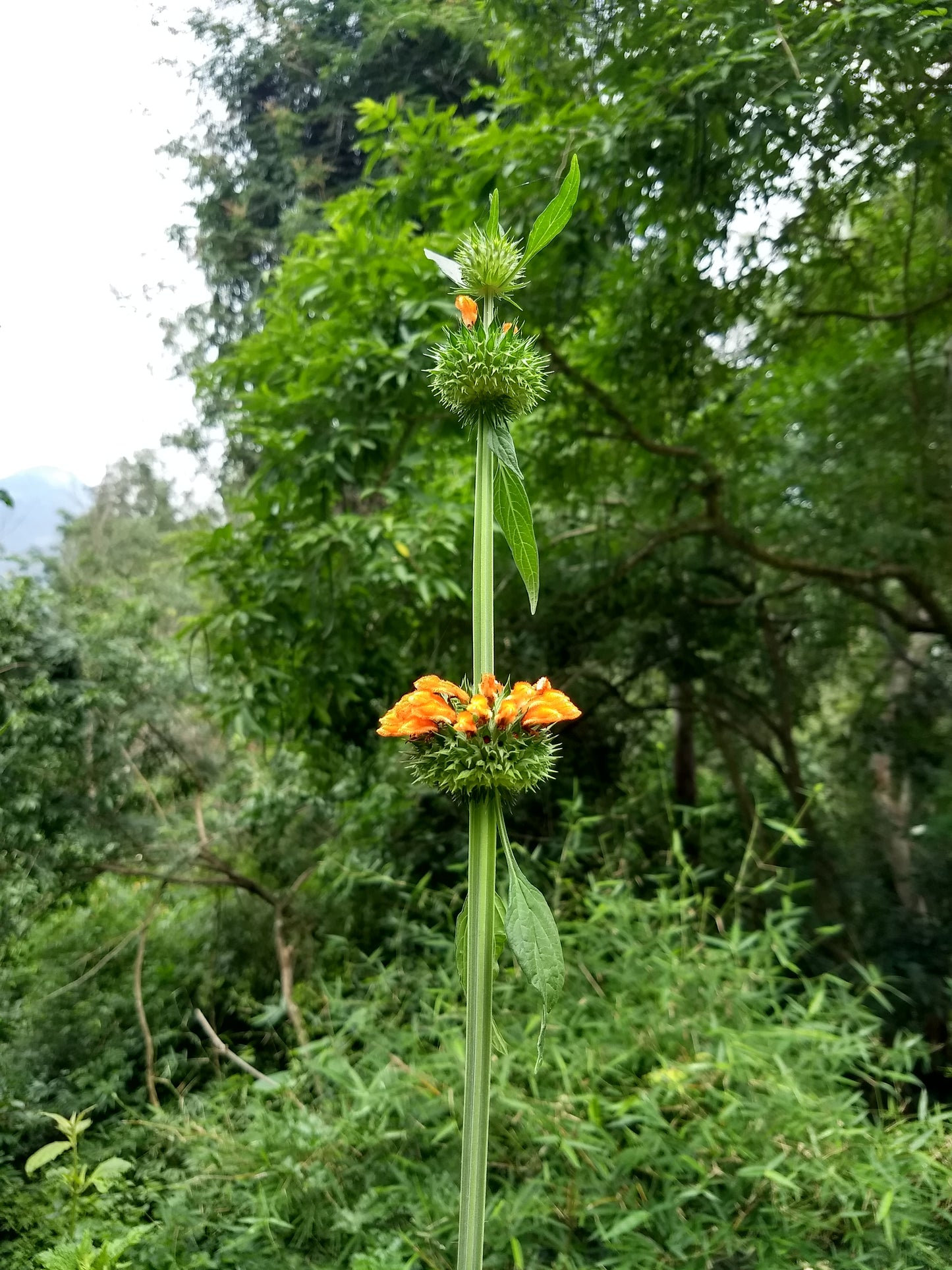 Christmas Candlestick Klip Dagga Lions Ear (Leonotis nepetifolia)