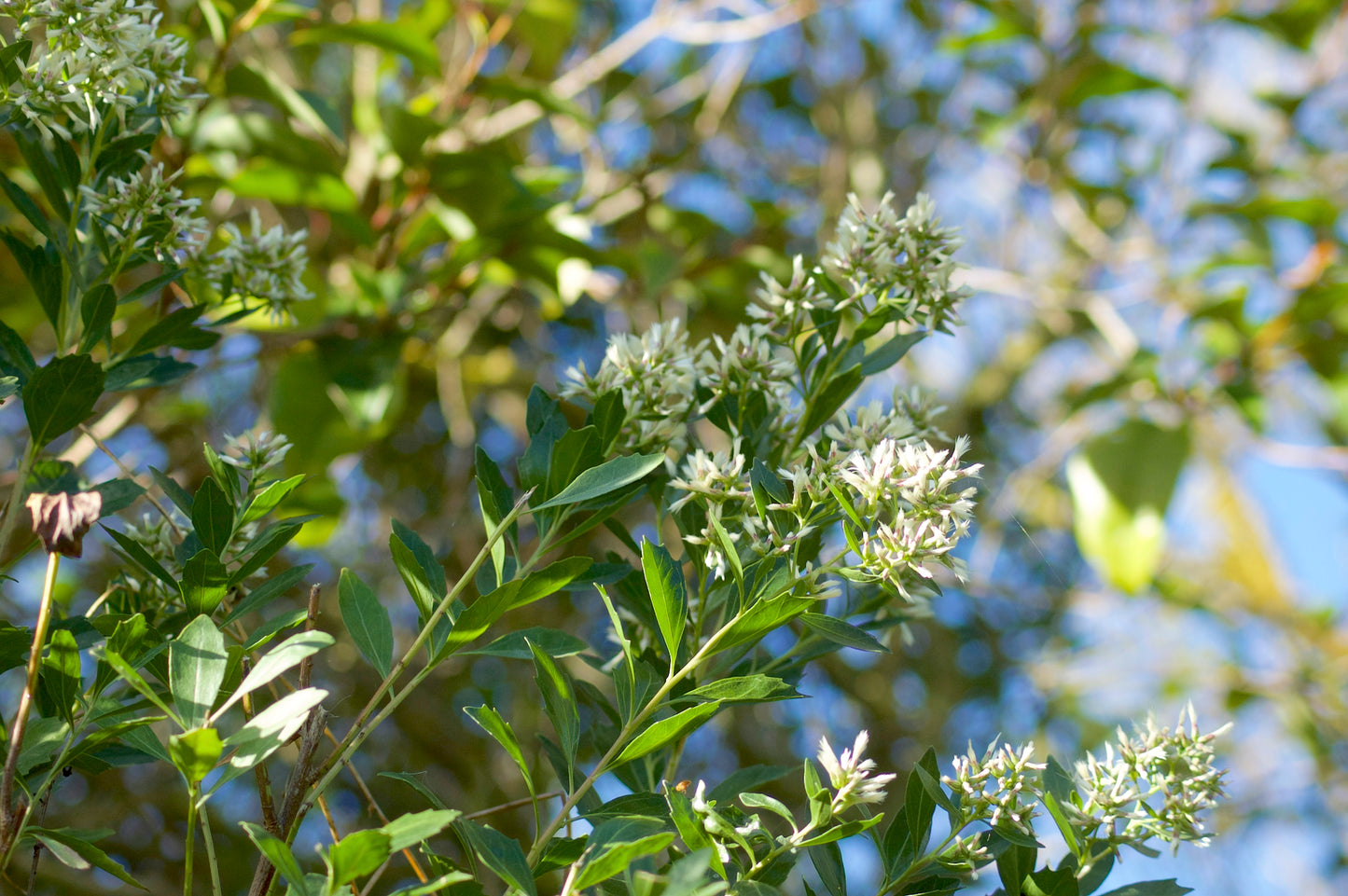 Consumption Weed Cotton-seed Baccharis Groundsel Silverling (Baccharis halimifolia)