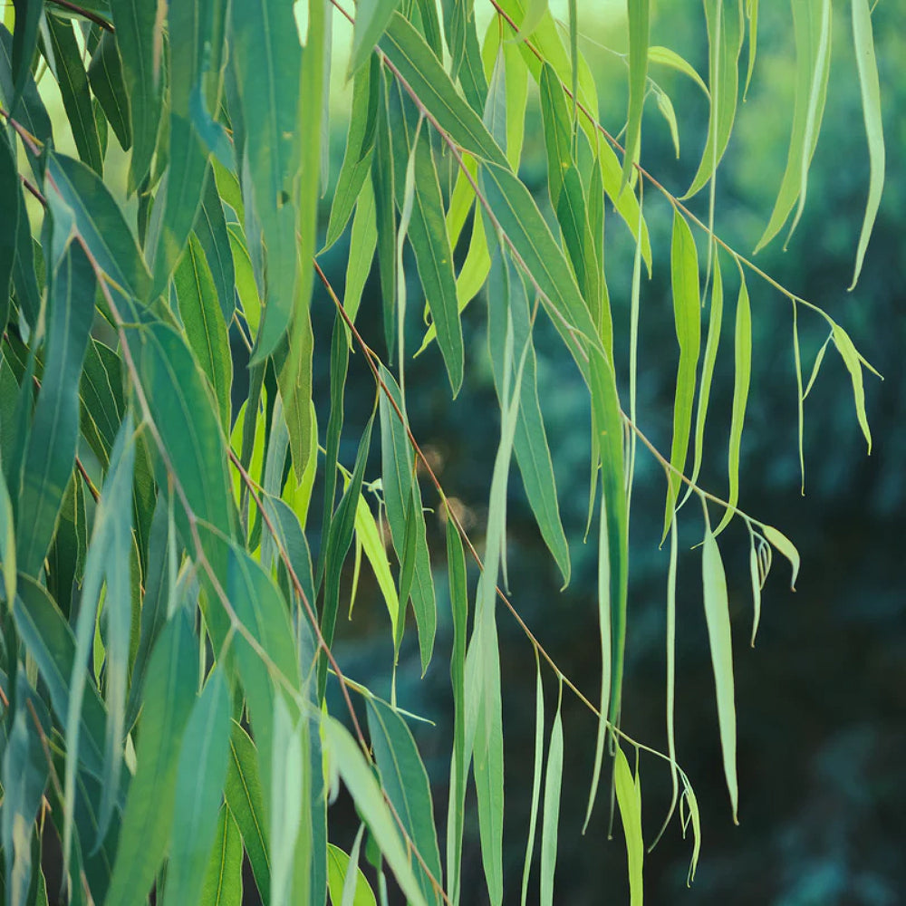 Lemon-scented Gum (Eucalyptus citriodora)