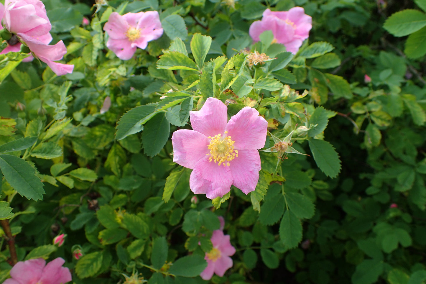 Meadow Smooth Rose (Rosa blanda)