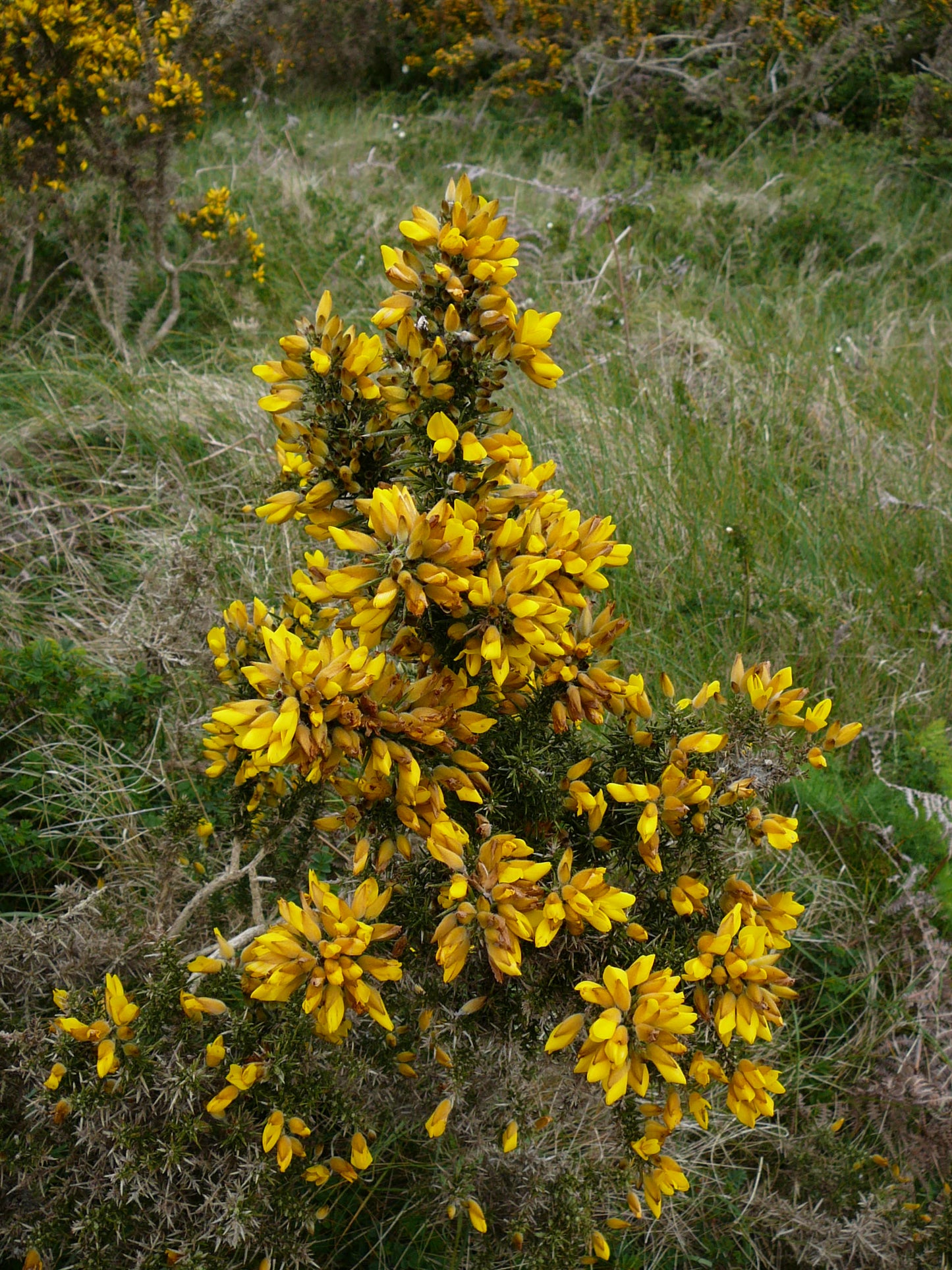 Furze Gorse Whin (Ulex europaea)