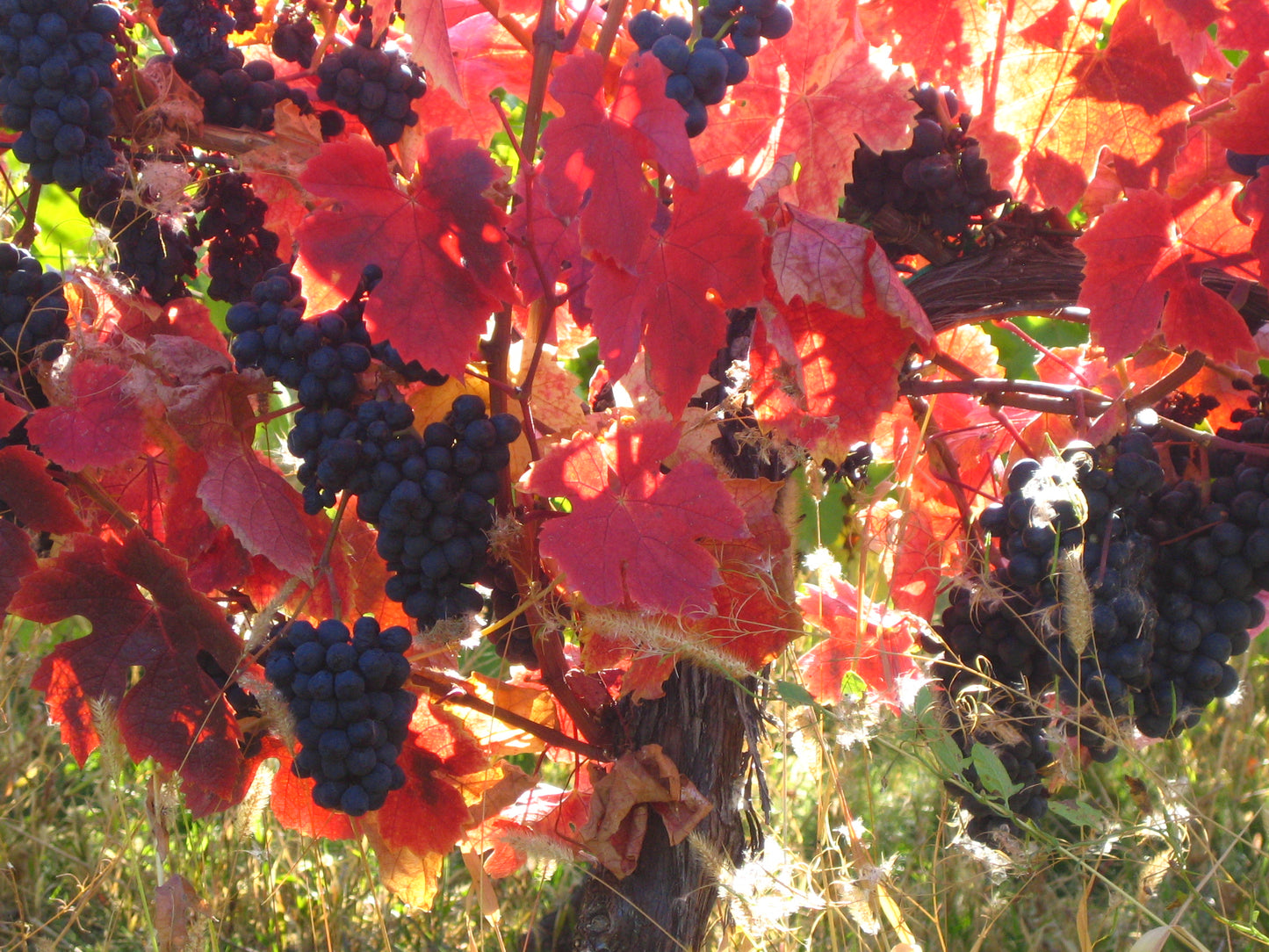 Purple-leaf Grape Red-leafed Teinturier Grape (Vitis vinifera 'Purpurea')