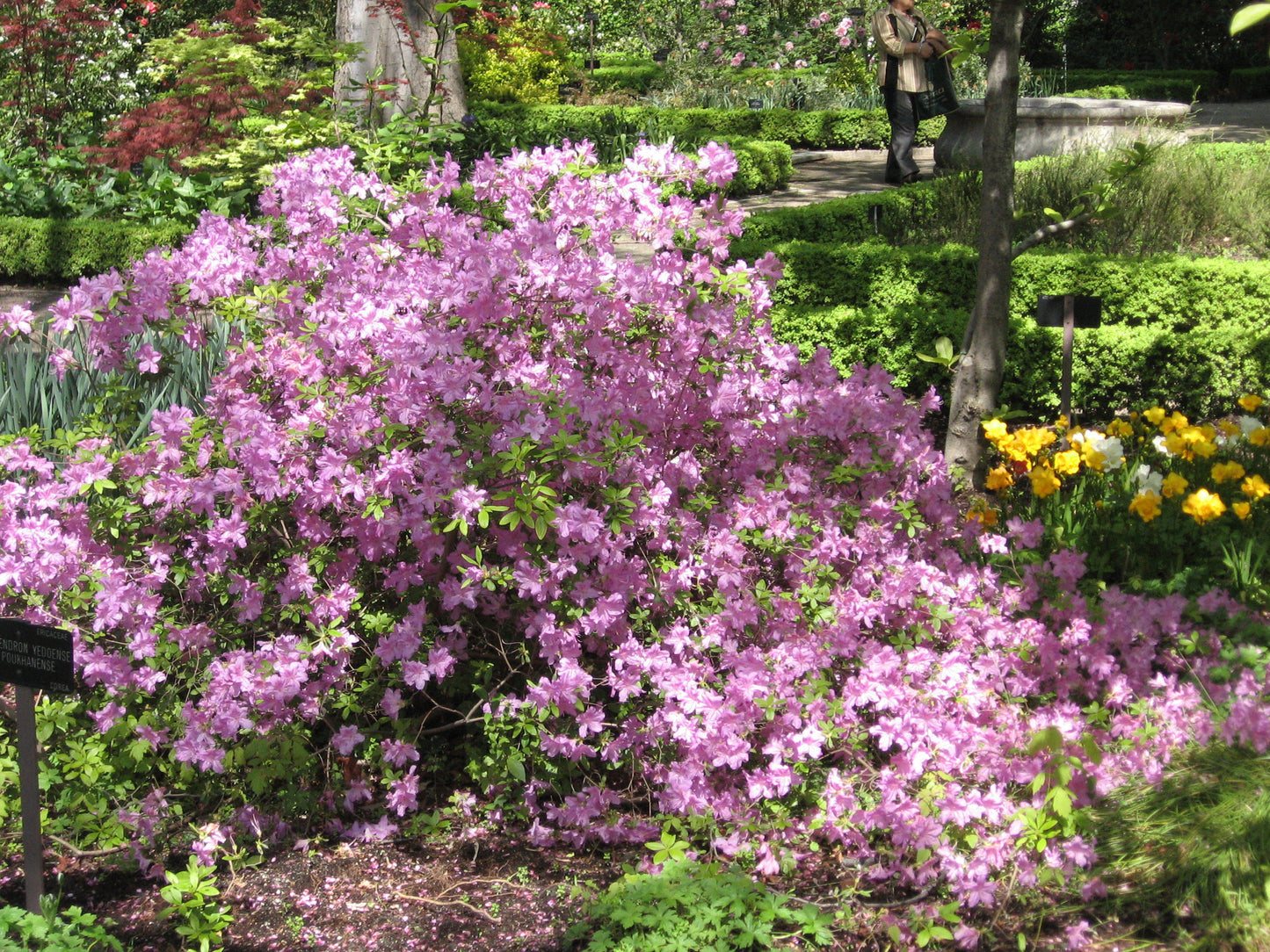 Korean Azalea (Rhododendron yedoense 'Poukhanense')