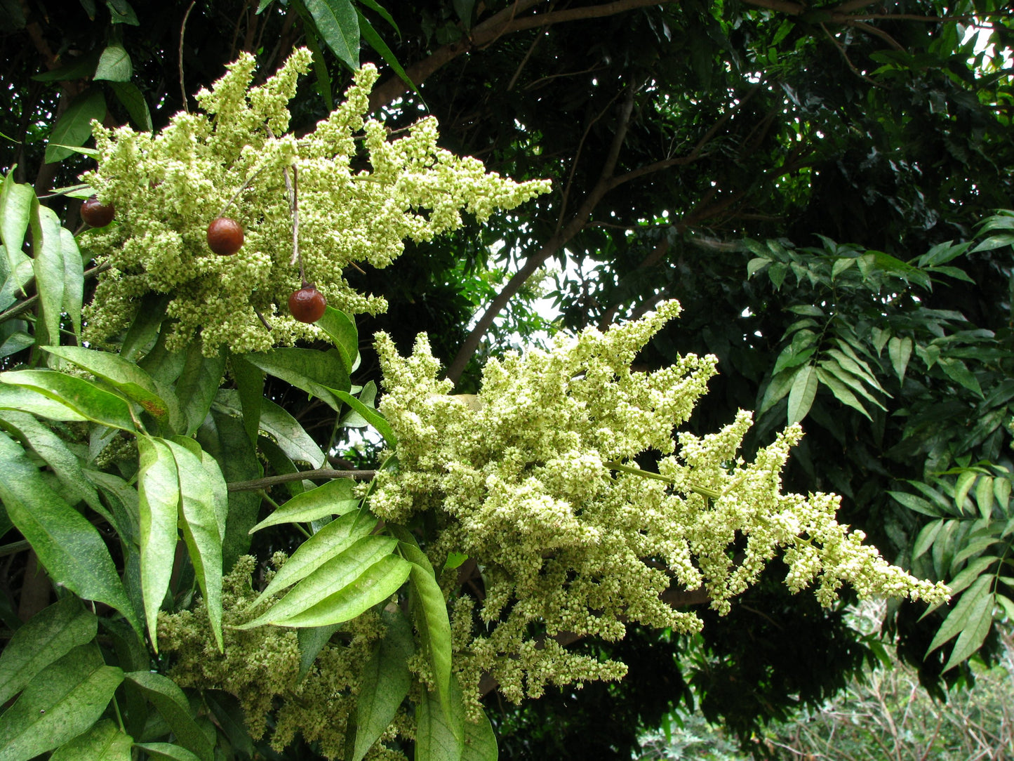 Wingleaf Soapberry (Sapindus saponaria)