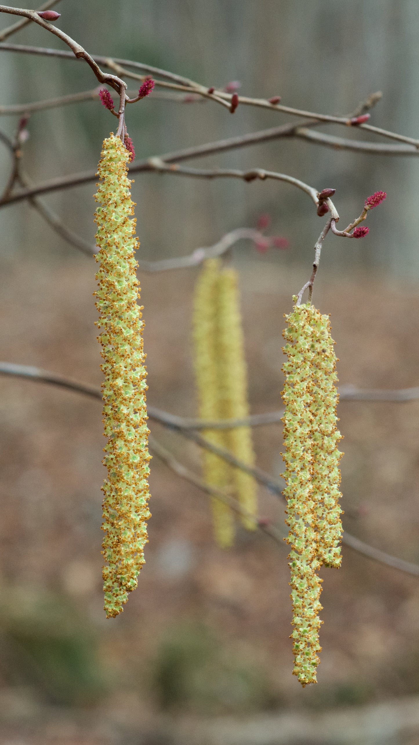 Hazel Alder (Alnus serrulata)