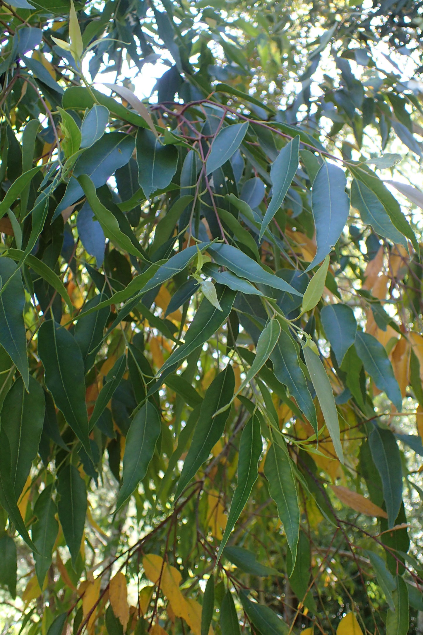 Australian Tallowwood Eucalyptus (Eucalyptus microcorys)