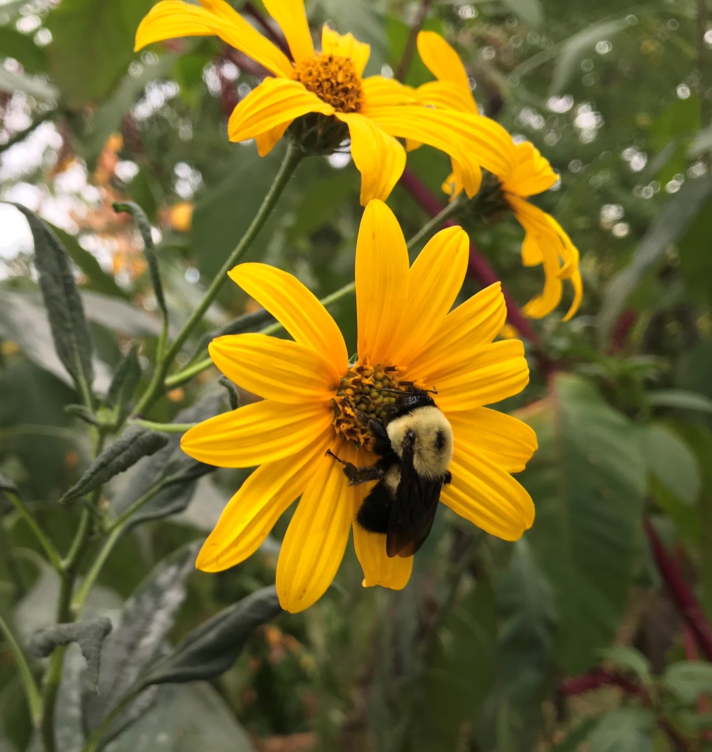 Jerusalem Artichoke Sunchoke Sunroot (Helianthus tuberosus)