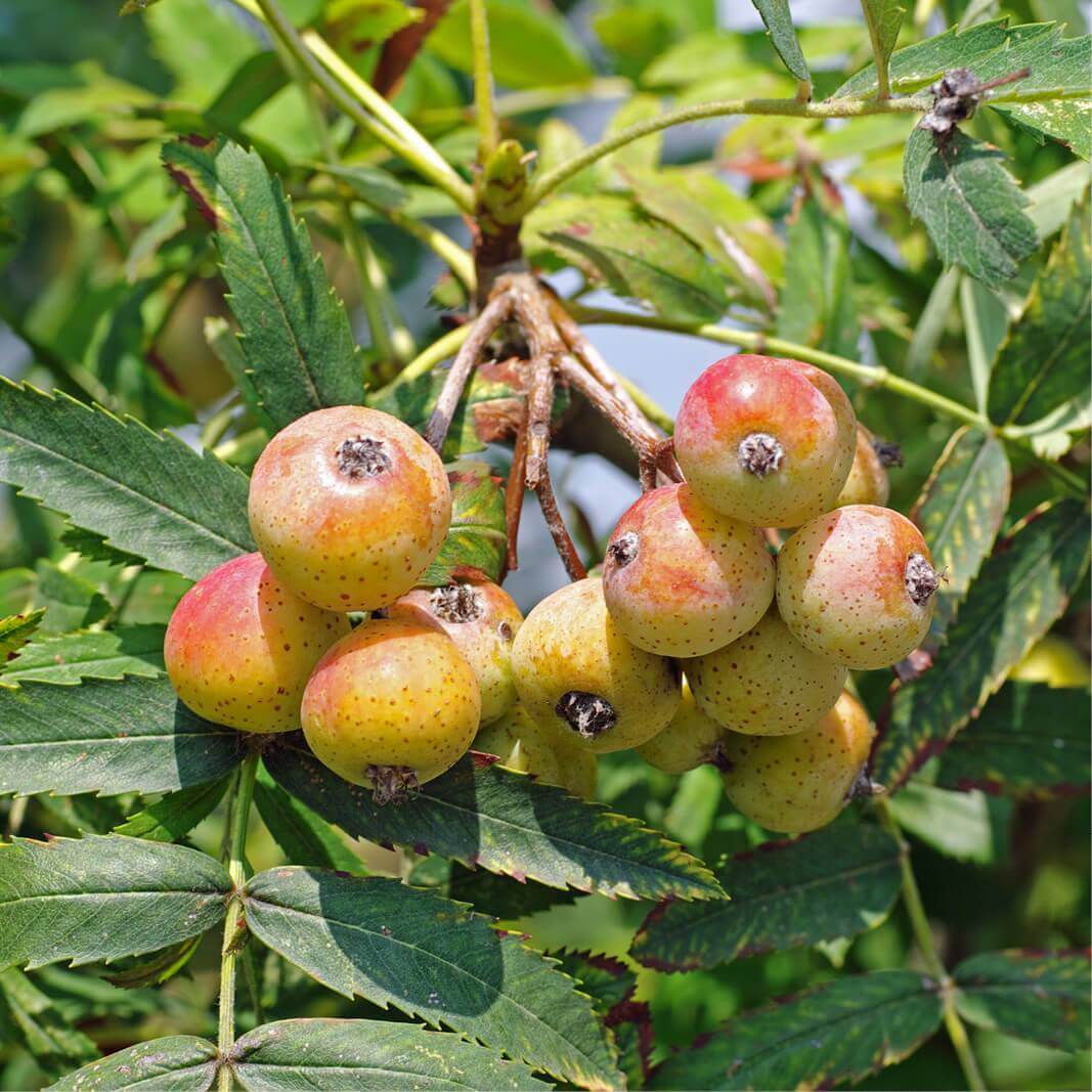 Service Tree (Sorbus domestica)