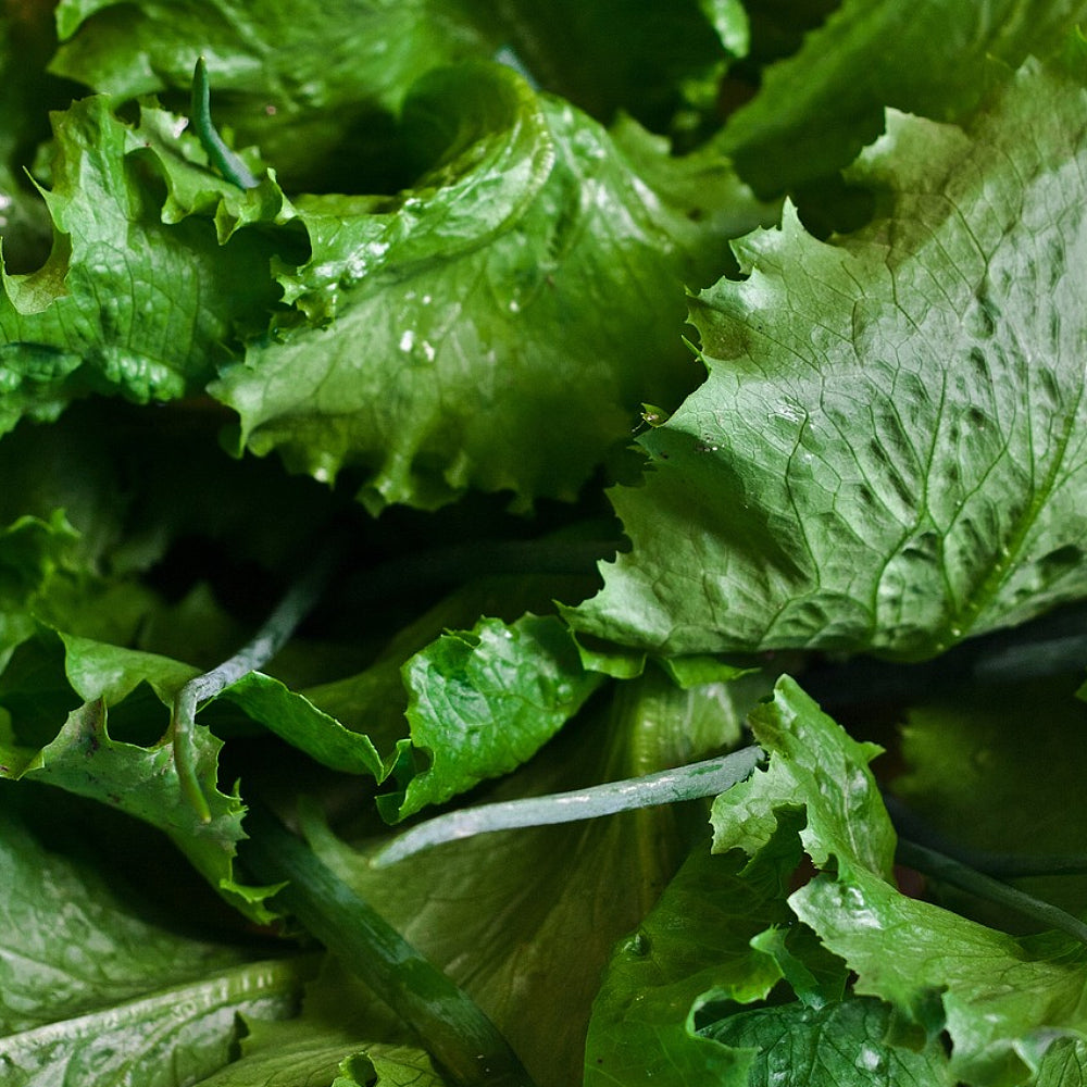 Green Wave Mustard (Brassica juncea var. Green wave)