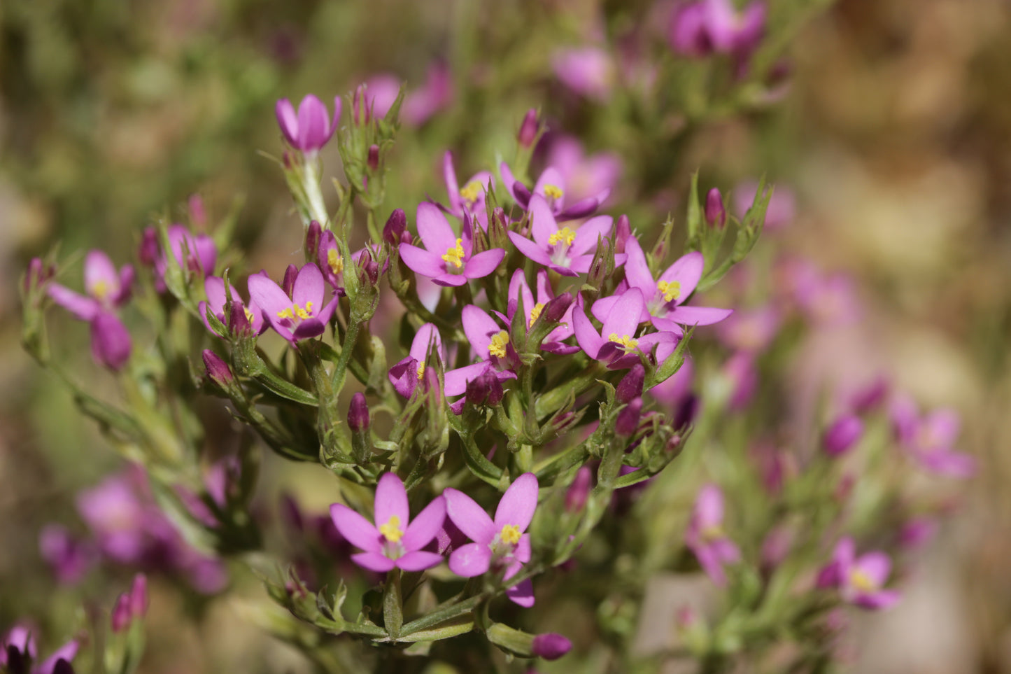 Monterey Centaury Muhlenbergs Centaury (Centaurium muehlenbergii)