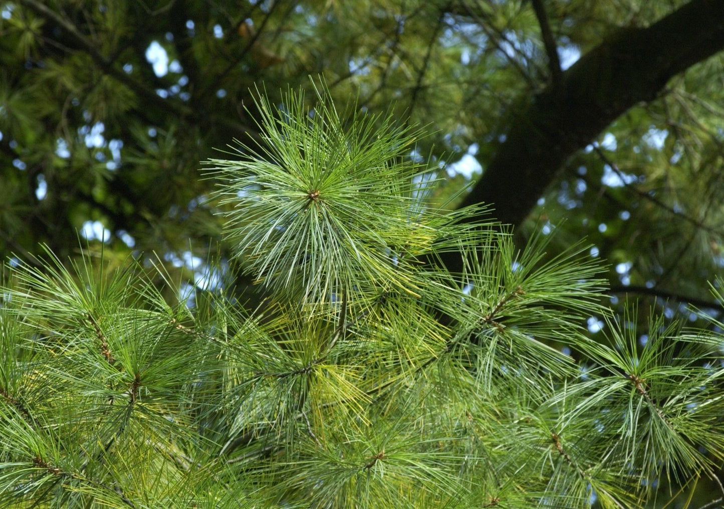 Eastern White Pine Northern Soft Weymouth Pine (Pinus strobus New York)