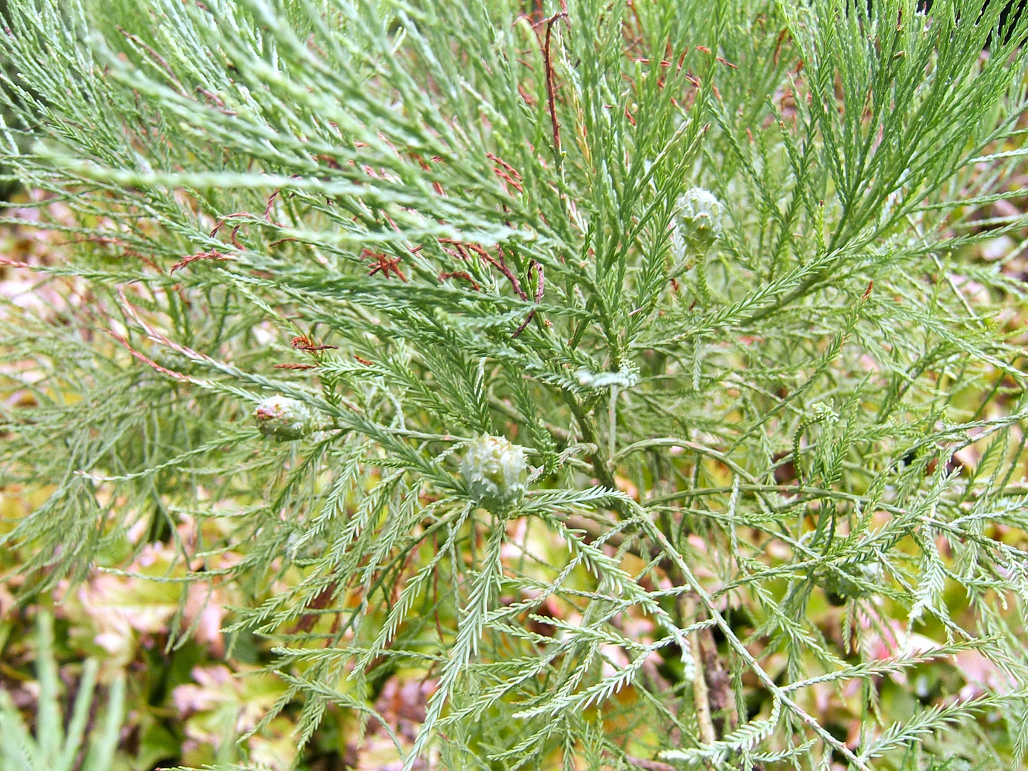 Chinese Swamp Cypress (Glyptostrobus pensilis)