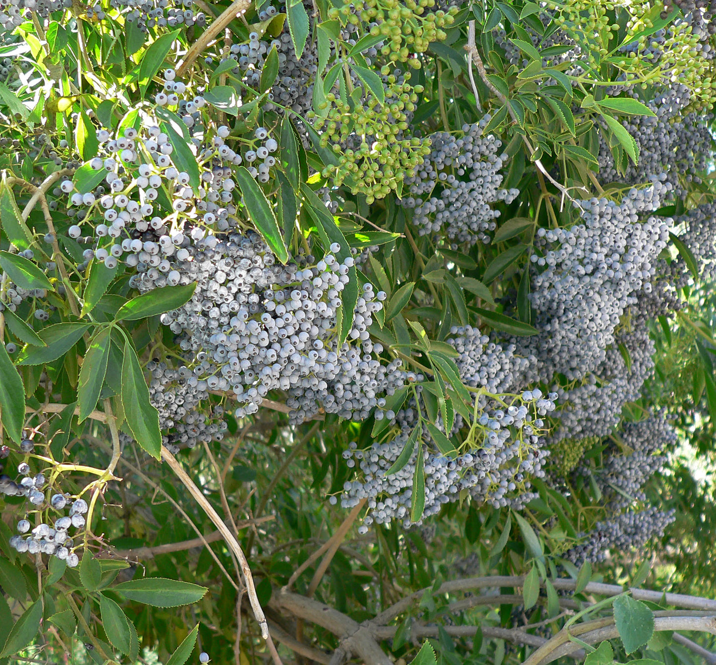 Mexican Elderberry (Sambucus mexicana)