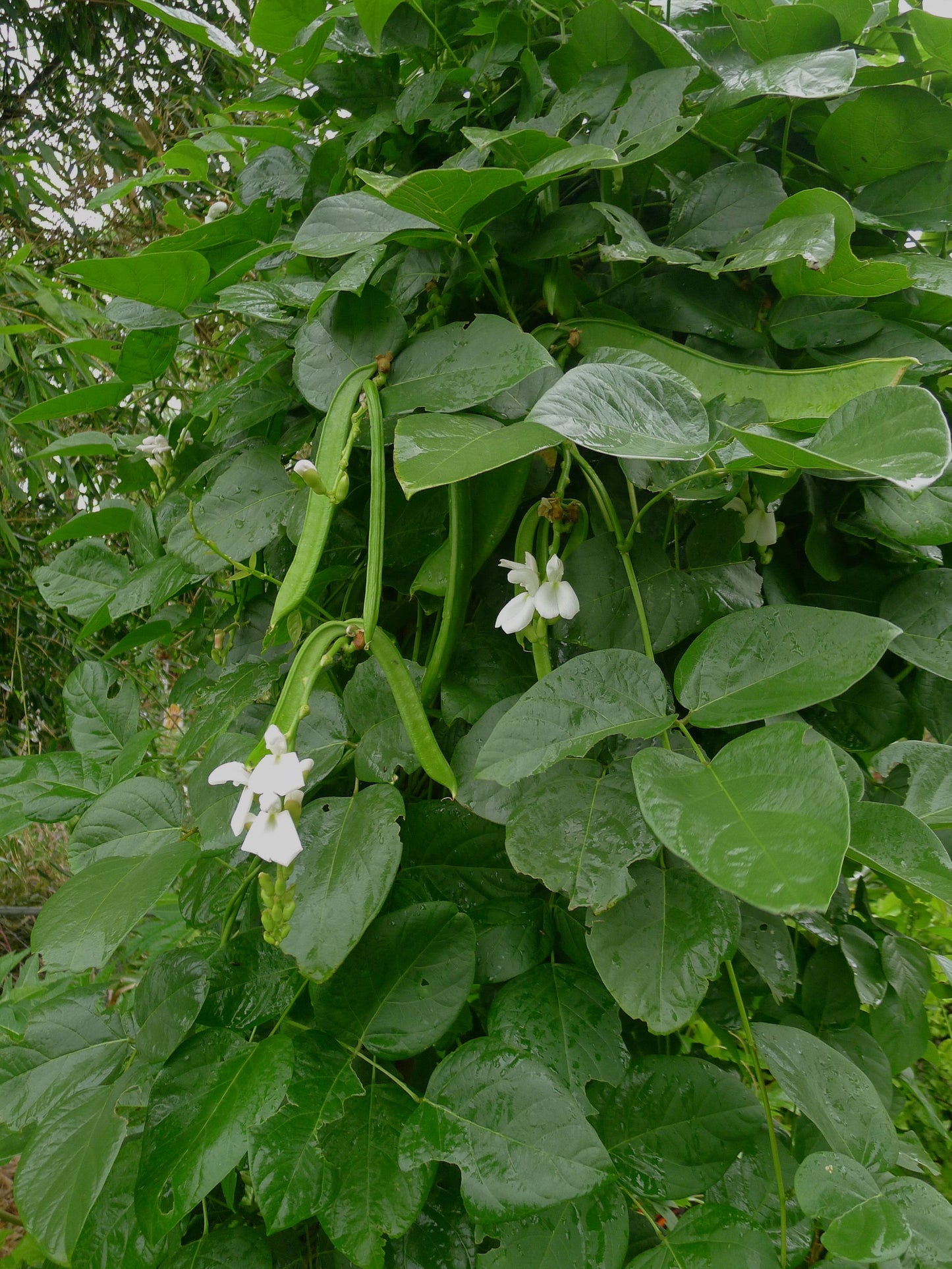 Sword Jackbean (Canavalia gladiata)