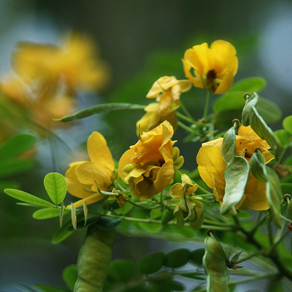 Christmasbush Money Rambling Candlewood (Senna bicapsularis)