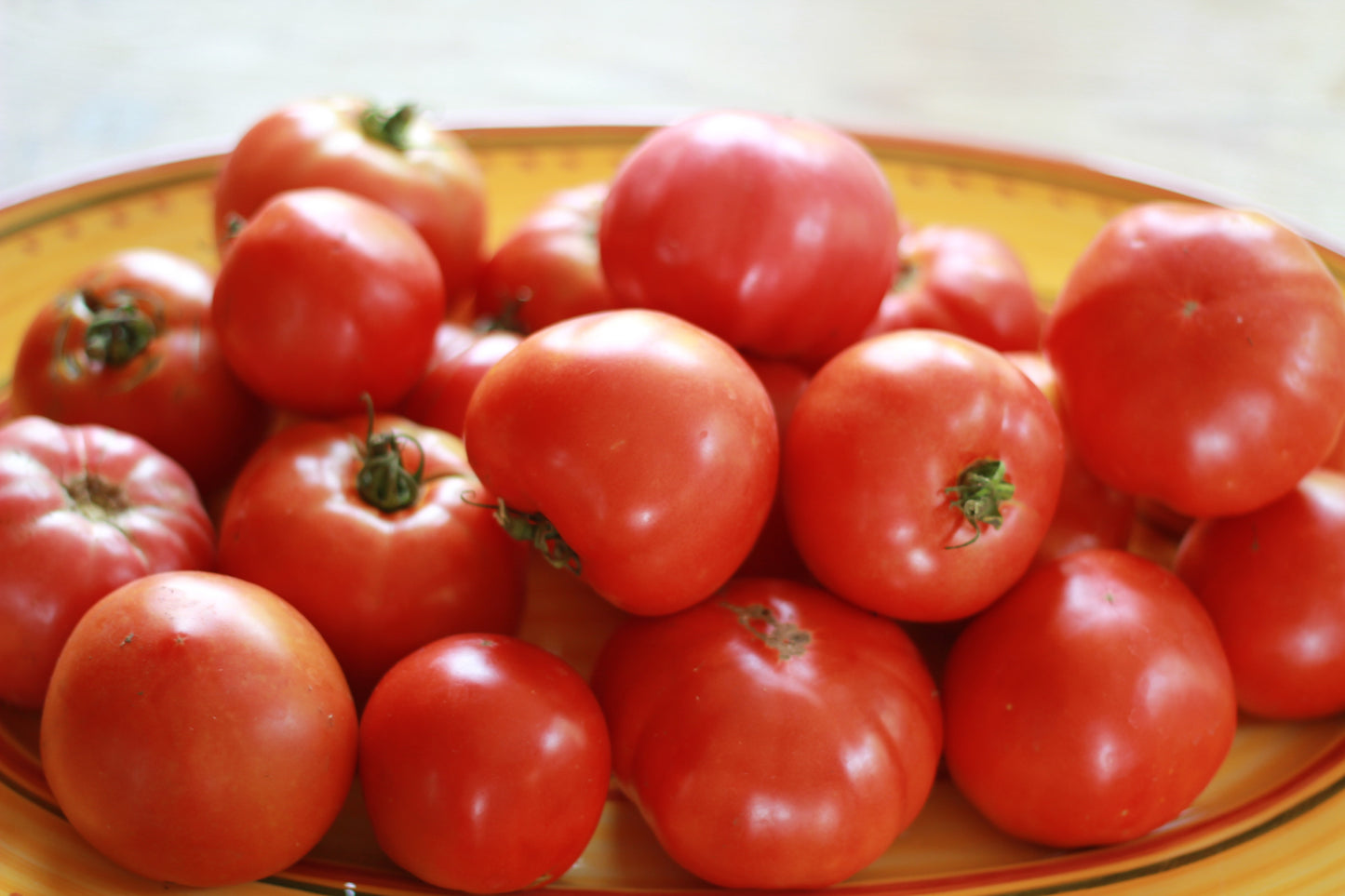 German Pink Tomato (Lycopersicon lycopersicum 'German Pink')