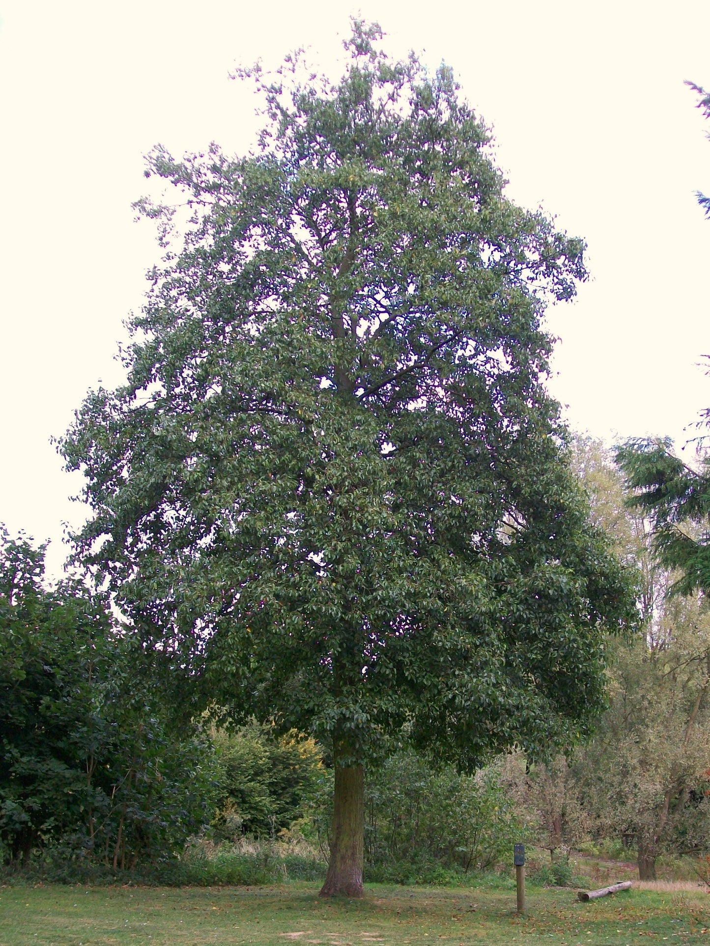 Italian Alder (Alnus cordata)