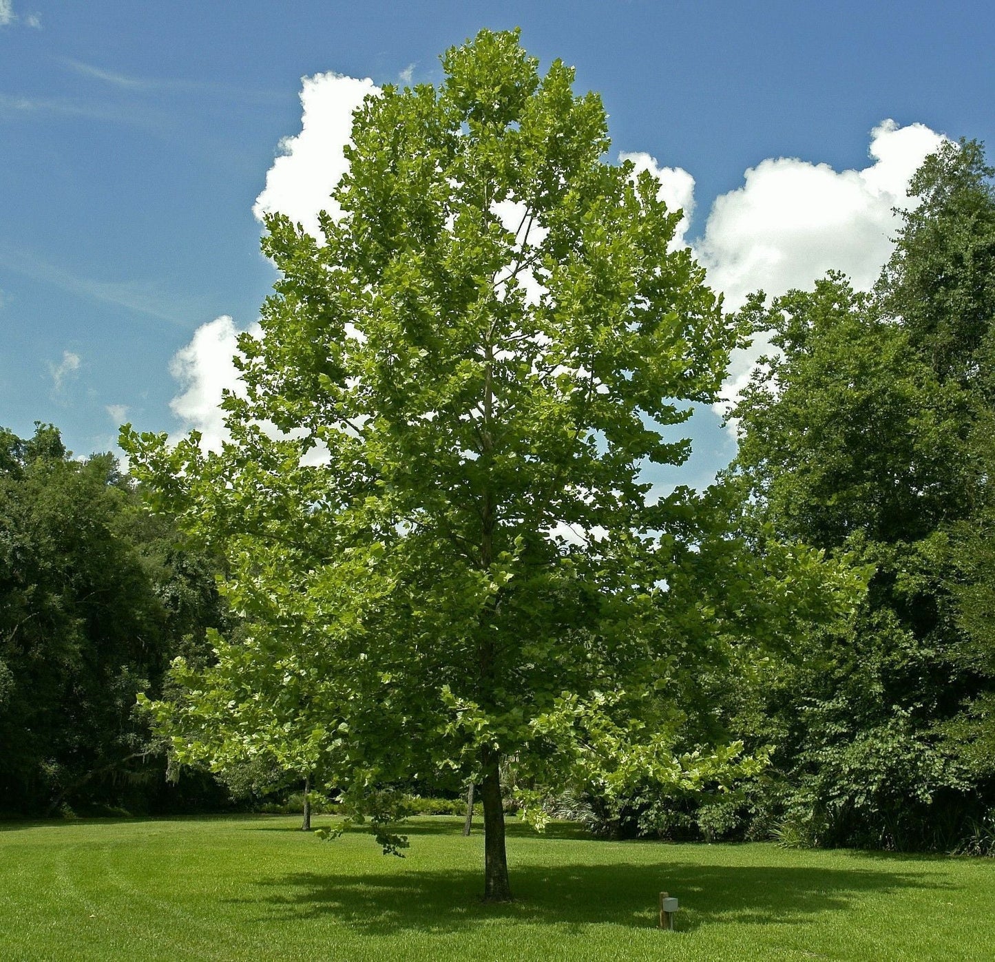 American Plane Sycamore (Platanus occidentalis clean seed)