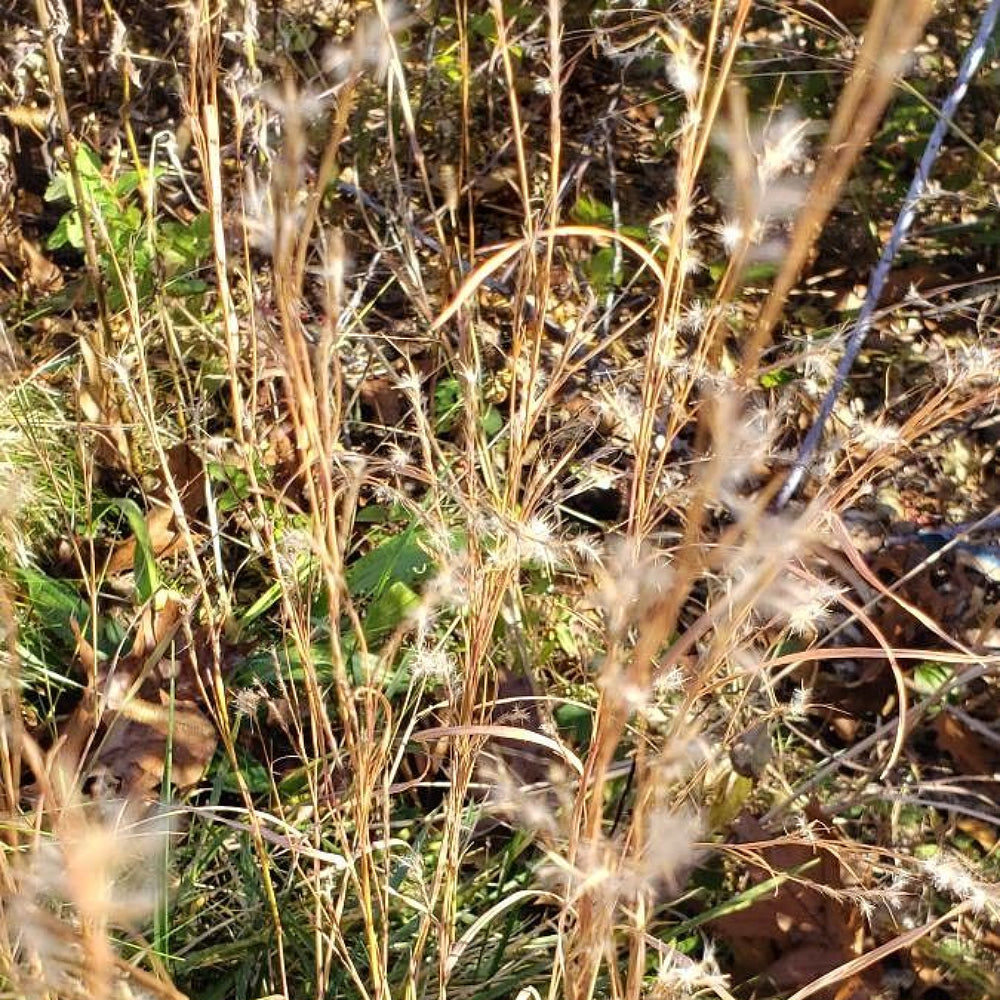 Paintbrush Bluestem Silver Split Splitbeard Bluestem (Andropogon ternarius)