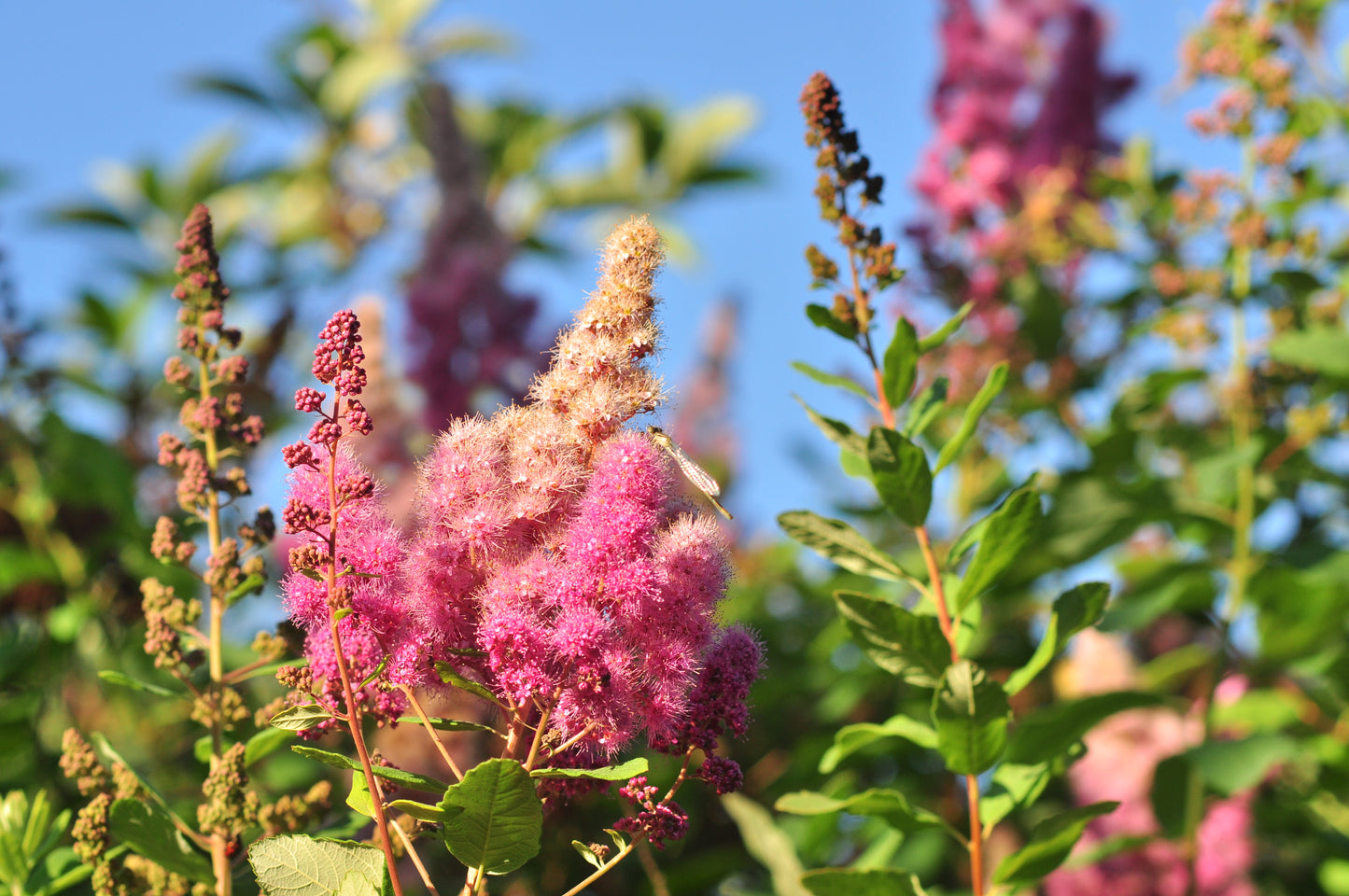 Douglass Spirea Spirea (Spiraea douglasii)