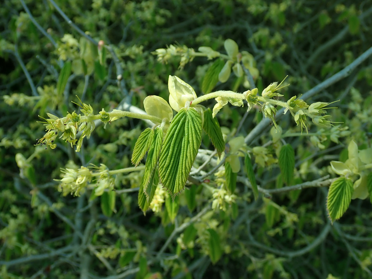 Fragrant Winterhazel (Corylopsis glabrescens)
