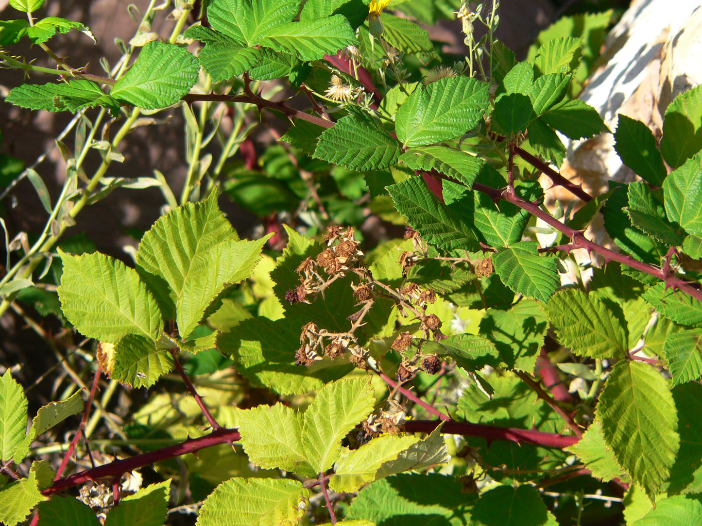 Sand Blackberry (Rubus cuneifolius)