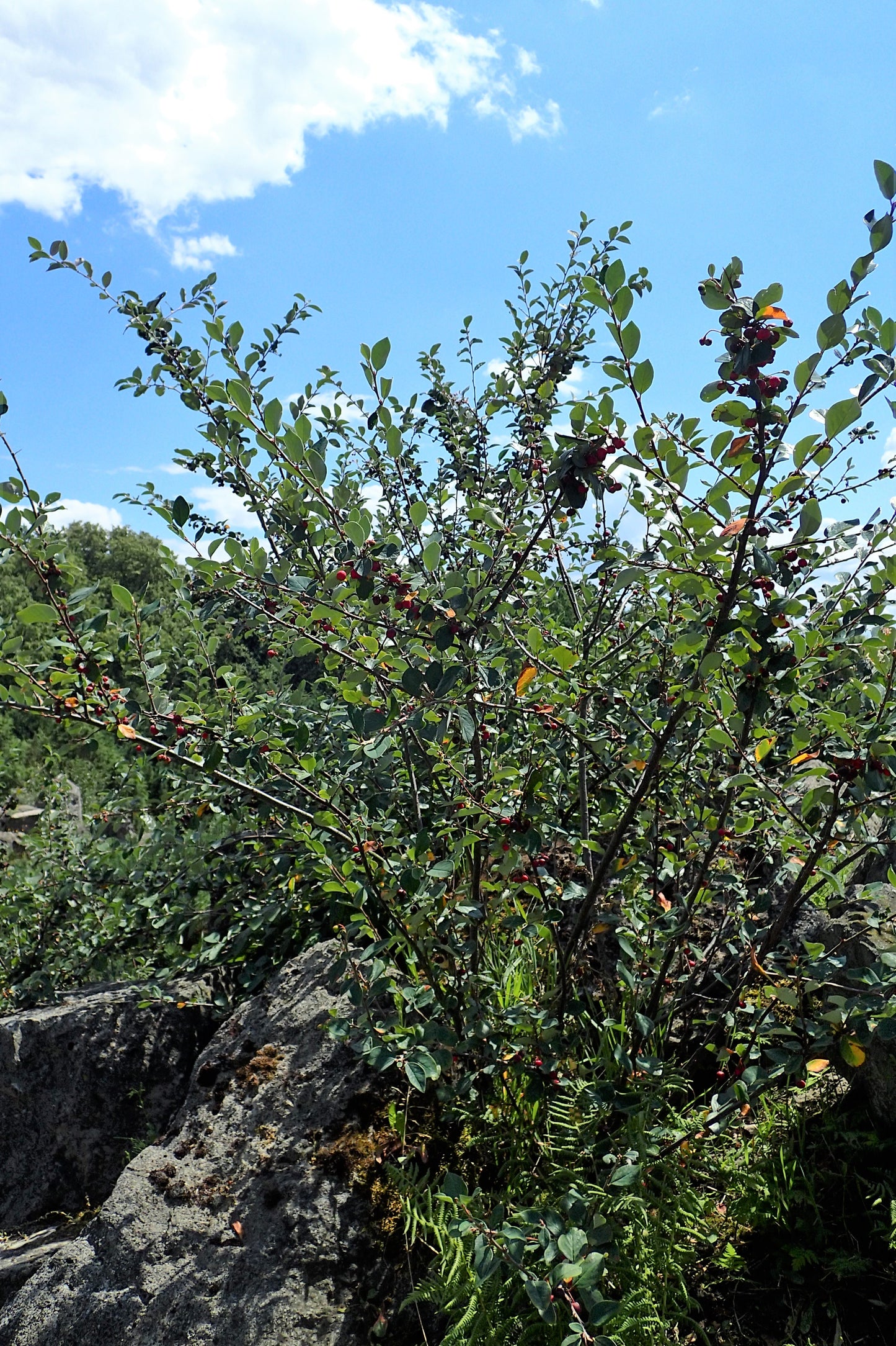Black Cotoneaster Dark Cotoneaster (Cotoneaster melanocarpus)