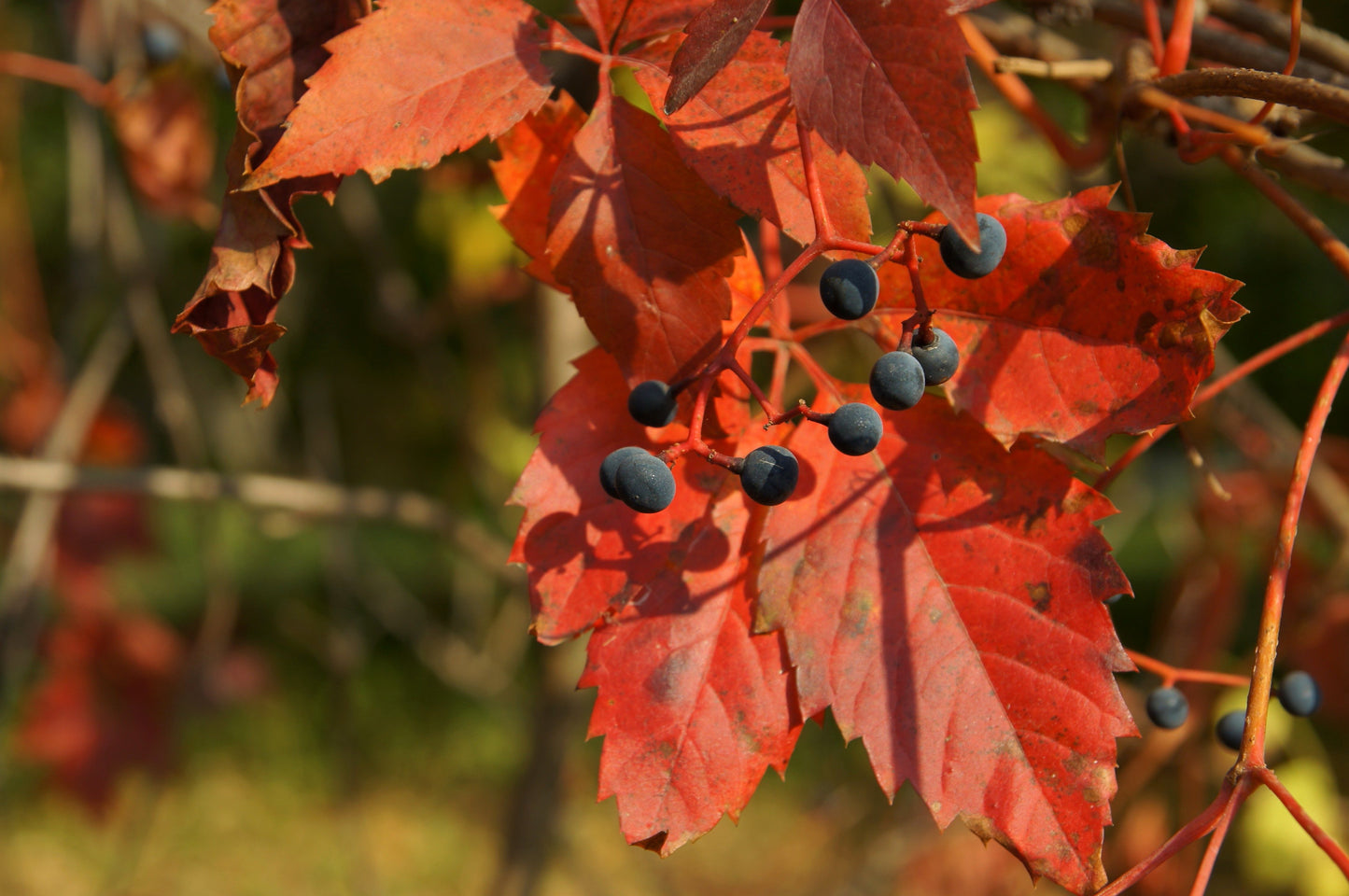 Purple-leaf Grape Red-leafed Teinturier Grape (Vitis vinifera 'Purpurea')