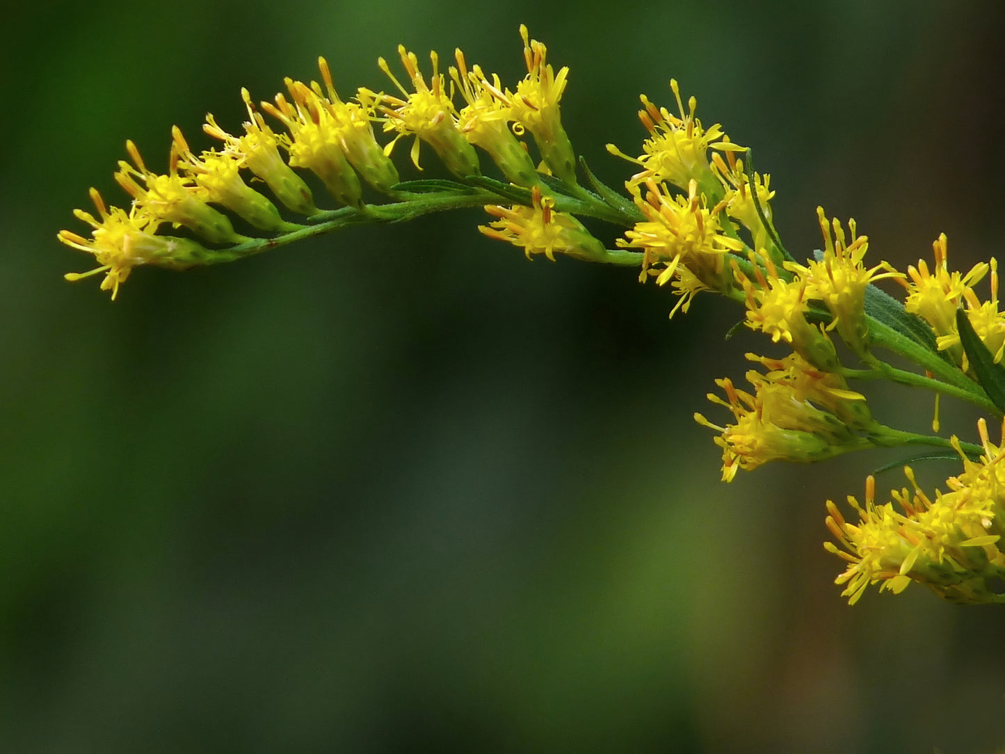 Canada Goldenrod (Solidago canadensis)