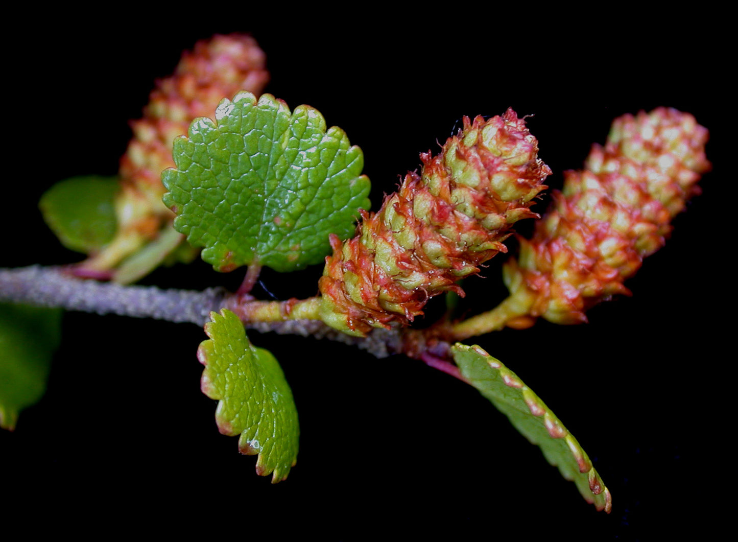 American Dwarf Birch Arctic Bog Resin Scrub Shrub Tundra Birch (Betula glandulosa)