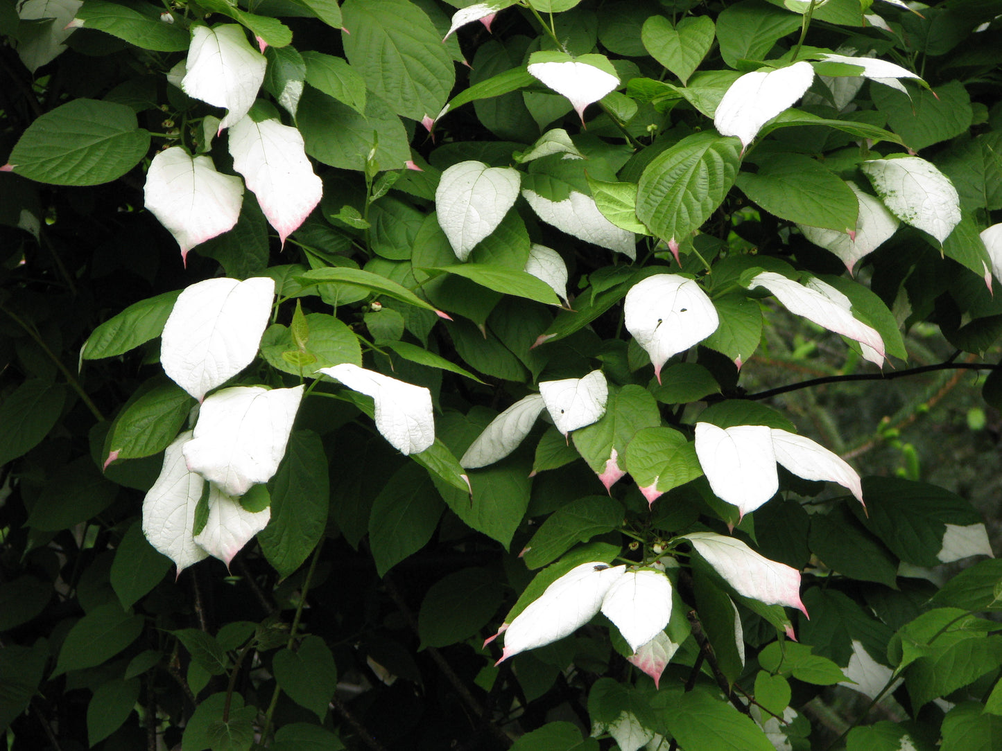 Kolomikta Actinidia Variegated-leaf Hardy Kiwi (Actinidia kolomikta)