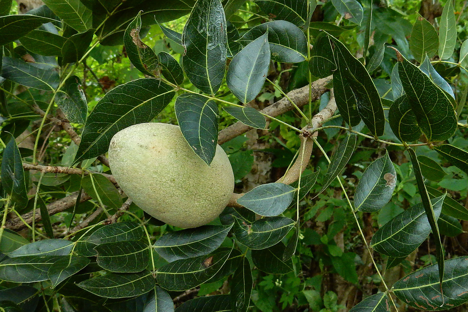 mahogany plant seeds Honduras Pacific Coast Mahogany (Swietenia humilis) – Sejahtera Seeds and Bulbs