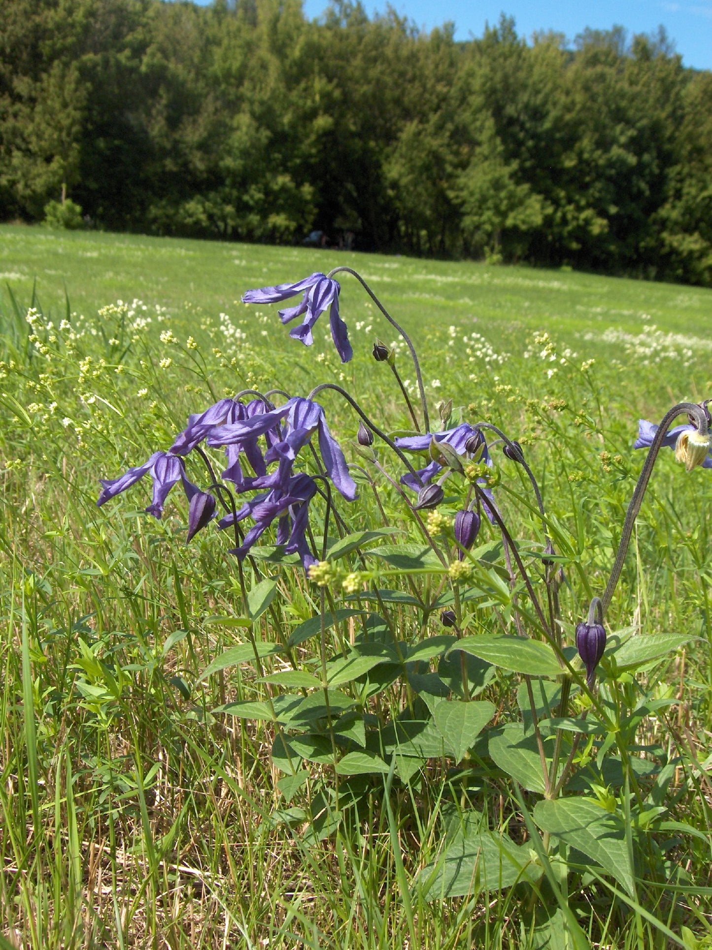 Solitary Clematis (Clematis integrifolia)