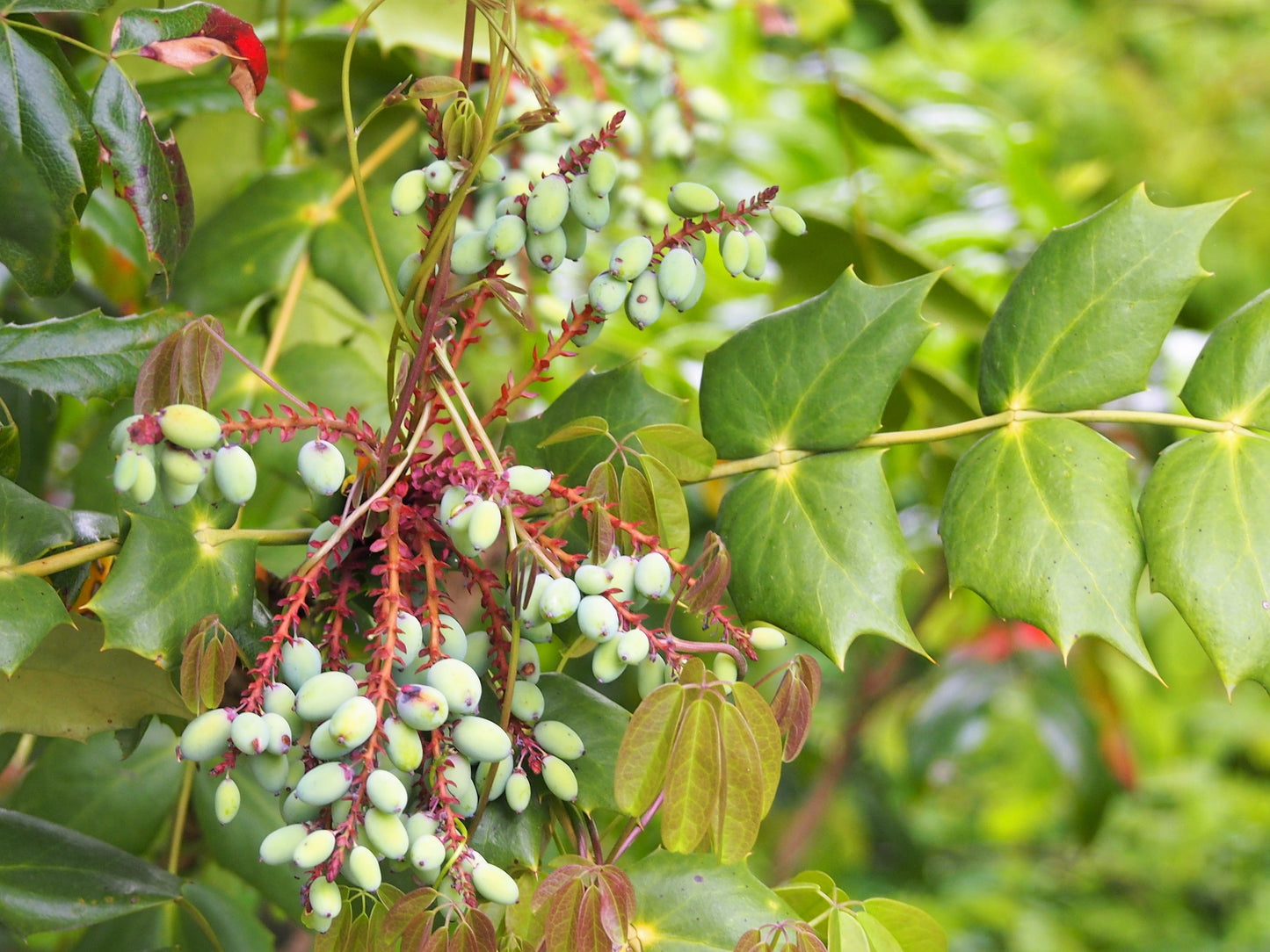 Creeping Mahonia (Berberis repens)