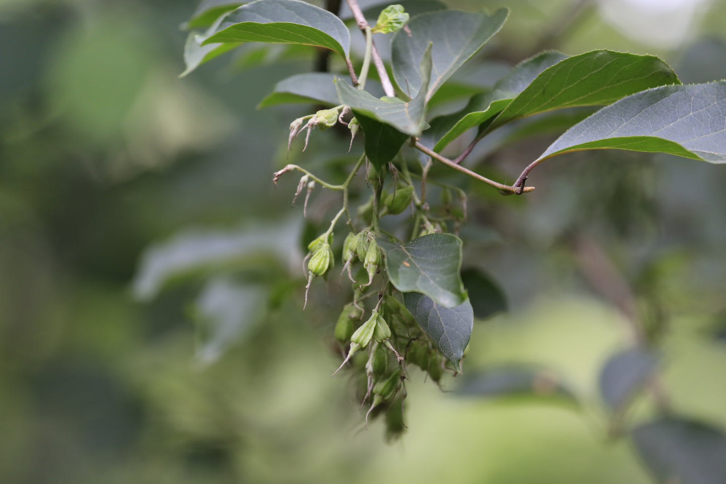 Little Epaulette Tree (Pterostyrax corymbosus)