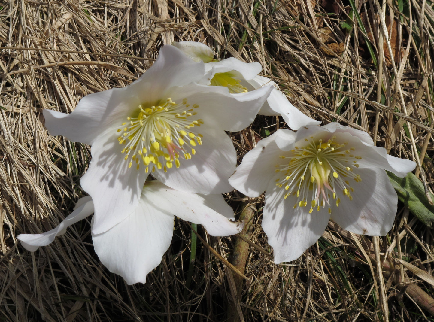 Black Hellebore Christmas Rose (Helleborus niger)