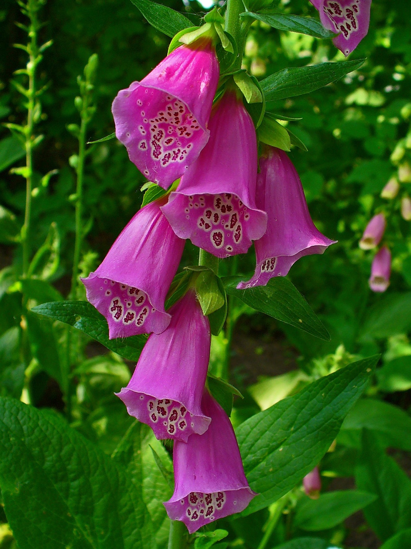 Common Foxglove Purple Foxglove (Digitalis purpurea)