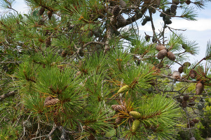 Improved Loblolly Pine (Pinus taeda Improved)