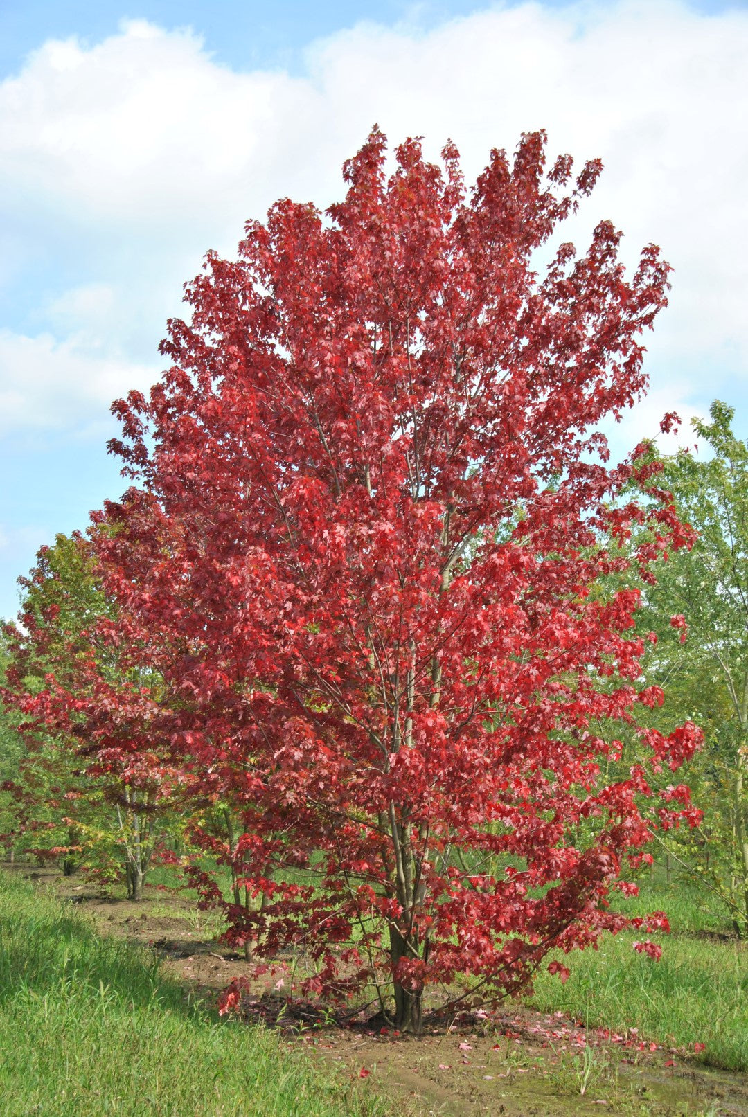 Freeman Freemans Maple (Acer x freemanii dry seed)