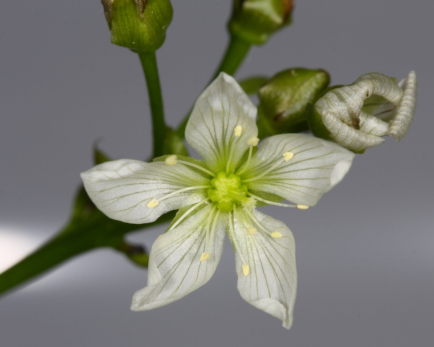 Venus Fly Trap Venus Flytrap (Dionaea muscipula)